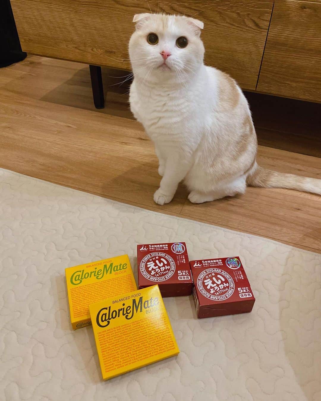 はなぼくろきなこさんのインスタグラム写真 - (はなぼくろきなこInstagram)「防災用品の期限チェック！  乾電池と野菜ジュースとクッキーの期限が切れていました🔋🥦🍪  断水した時や電気が止まった時でも少しは生活できるよう…人間用と猫用の防災グッズの準備は大事です✊  #防災用品の見直し  #えいようかん」12月5日 20時17分 - hanabokurokinako
