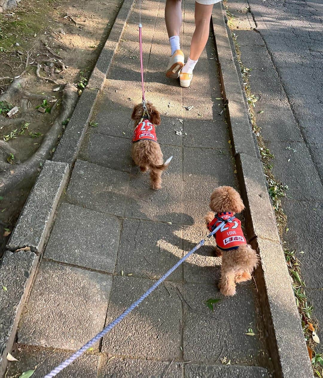 田中優衣さんのインスタグラム写真 - (田中優衣Instagram)「ろこあちゃん1歳🐶🩷 大事なお誕生日一緒に過ごしてあげられませんでしたが🥹  今年お迎えしてから 私の体調のせいで寂しい思いをさせてしまうこともあったけど たくさんの思い出づくりができました🤍 大きくなったねぇ。 家族になってくれてありがとう♡ だいすきよ。  1枚目はは新しい家族が増える前に 記念に撮っていただいたマタニティ&ファミリーフォト。 で @kumiko_makeup_hi さんが携帯で撮ってくれた写真♡ ブライダルフォトもお願いしたミセルさんにお願いしました。 データ届くのが楽しみだわ☺️」12月5日 20時23分 - heisei_8nen