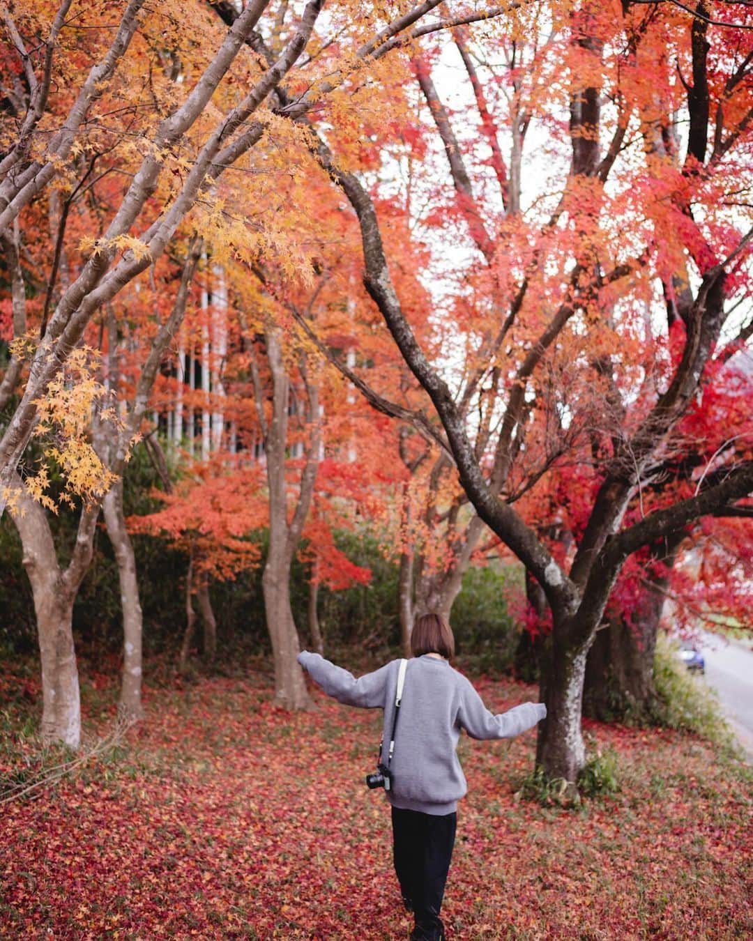 大瀧彩乃さんのインスタグラム写真 - (大瀧彩乃Instagram)「・ あっという間に12月。 忙しいけどそれが楽しい一年の最後の月は毎年ワクワクしてる☺️  今年は昼間に紅葉を観に行けて良かったーー🍁 こんな景色なかなか見れない嬉しさから落ち葉を集めては投げて散らして遊んでいたら、葉っぱに付いてたイモムシみたいなのが服に付着していたり落ち葉に隠れていたであろう💩を久々に踏んだり👣 この綺麗な紅葉の中には色々隠れていました。  #takiicotrip #東京京都生活 #紅葉狩り #leicaq2 #leiqam11」12月5日 20時32分 - _ayanootaki_