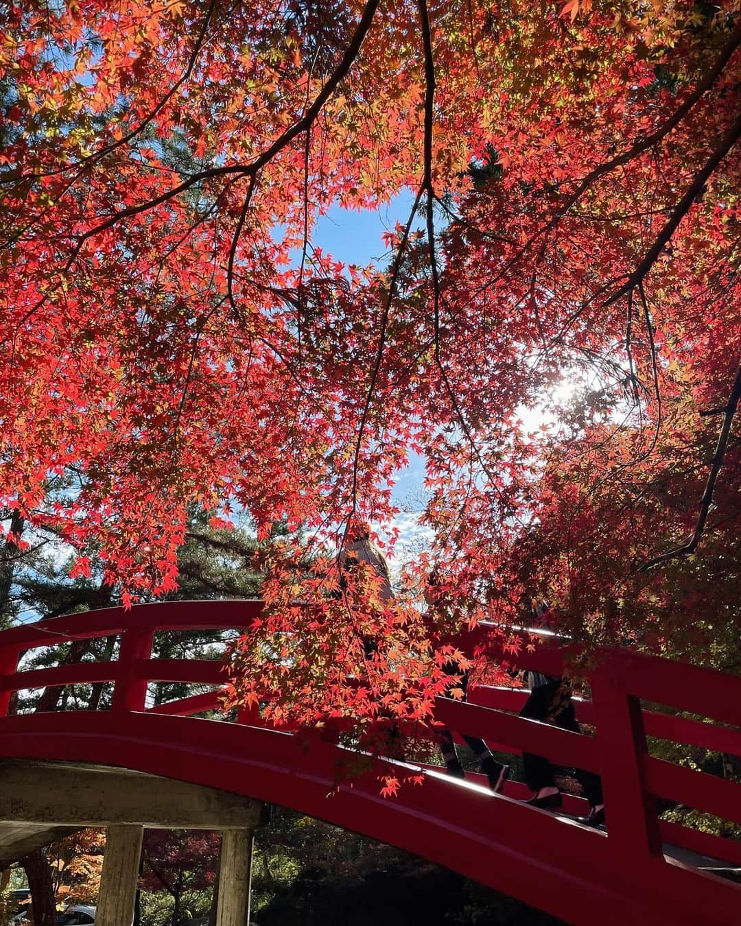 misatoさんのインスタグラム写真 - (misatoInstagram)「. 𝐴𝑢𝑡𝑢𝑚𝑛 𝑙𝑒𝑎𝑣𝑒𝑠🍂🍁🧶 ⁡ ⁡ 赤く染まった葉っぱは 太陽に透けてる時が一番綺麗✨ ⁡ 一枚目は 毎年見に行く新光明寺🍁 ⁡ ここに行く途中、静岡で初めて(というか人生で3回目)の チャウチャウちゃんに会えたのー🐶🧸 ⁡ はぁ♡可愛かった…🥹 もー可愛すぎて「かわいいいーーー♡」を連呼してたら 私に向かってトコトコとひとりで まっすぐ歩いて来てくれて🐶🫶💞 飼い主さんに写真お願いすればよかったなぁ♡ いきなりは不審者すぎるかなと思って頼めなかった💦 また会いたいなぁ…🧸💘 ⁡ ⁡ 話がかなりズレたけど(笑 ⁡ もうひとつの紅葉スポットは“大洞院”🍁 海外からの観光客も多かったこちらは 時間毎に鐘が鳴ったり THE 日本🇯🇵な風景が広がっていて やっぱり日本っていいよねぇ… と思わず呟いたくらい🗻  やっぱり四季を感じられる景色はいいものだ🍵🍁 ⁡」12月5日 20時48分 - leialoha319