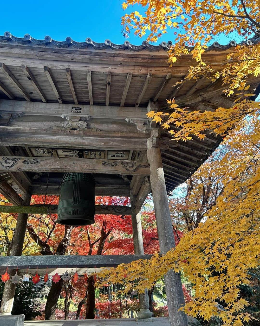 misatoさんのインスタグラム写真 - (misatoInstagram)「. 𝐴𝑢𝑡𝑢𝑚𝑛 𝑙𝑒𝑎𝑣𝑒𝑠🍂🍁🧶 ⁡ ⁡ 赤く染まった葉っぱは 太陽に透けてる時が一番綺麗✨ ⁡ 一枚目は 毎年見に行く新光明寺🍁 ⁡ ここに行く途中、静岡で初めて(というか人生で3回目)の チャウチャウちゃんに会えたのー🐶🧸 ⁡ はぁ♡可愛かった…🥹 もー可愛すぎて「かわいいいーーー♡」を連呼してたら 私に向かってトコトコとひとりで まっすぐ歩いて来てくれて🐶🫶💞 飼い主さんに写真お願いすればよかったなぁ♡ いきなりは不審者すぎるかなと思って頼めなかった💦 また会いたいなぁ…🧸💘 ⁡ ⁡ 話がかなりズレたけど(笑 ⁡ もうひとつの紅葉スポットは“大洞院”🍁 海外からの観光客も多かったこちらは 時間毎に鐘が鳴ったり THE 日本🇯🇵な風景が広がっていて やっぱり日本っていいよねぇ… と思わず呟いたくらい🗻  やっぱり四季を感じられる景色はいいものだ🍵🍁 ⁡」12月5日 20時48分 - leialoha319