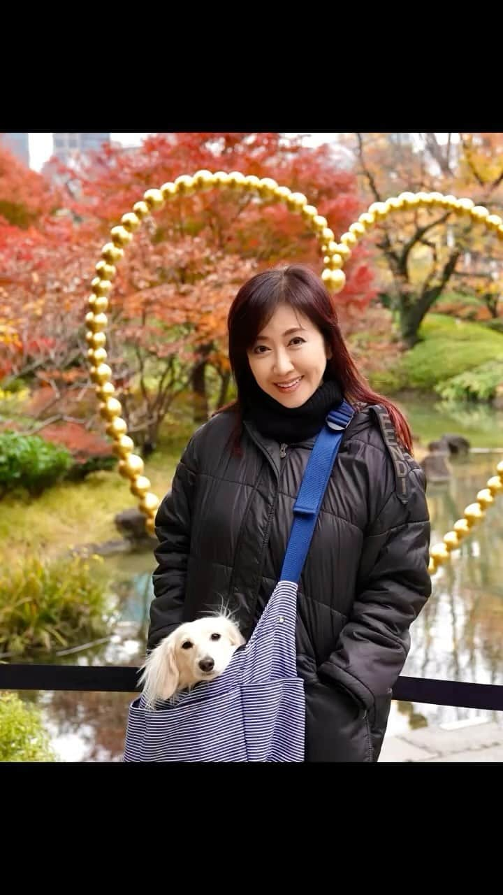 伍代夏子のインスタグラム：「りく、初めての六本木ヒルズです🐶 ホームセンターではいつも怖がって乗れなかったエスカレーターも、今日は初めて乗れました。 ルナちゃんが一緒だったからかな〜😁 #りく #mydog #mybelovedson #カニンヘンダックスフンド #短足部 #胴長短足犬倶楽部 #いぬすたぐらむ」