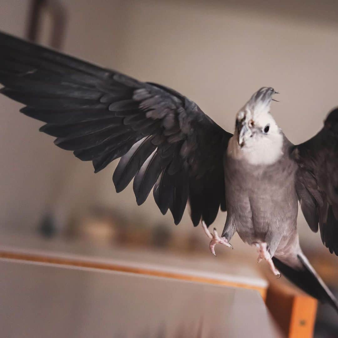 YURAPOi ゆらぽぃのインスタグラム：「Jump over the gap ! スキマを飛び越えるゆらセンパイ!  📸🐦✈️  おうちと、おうちのスキマのジャンプを繰り返すゆらセンパイの一瞬の羽ばたきをお楽しみください^_^💦  #YURAPOi #bird  #Cockatiel  #calopsita  #オカメインコ #インコ #ゆらぽぃ #WeeklyFluff #ゆらちゃん #ゆらセンパイ #yura #鳥 #小鳥  #インコ部 #インコスタグラム #ふわもこ部 #もふもふ #birdgram #birdstagram #birdlife #birdlove #birdlover #birdphotography #ジャンプ　#jumpover #jump」