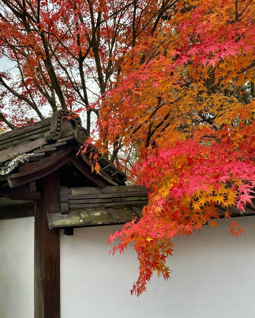 Manaさんのインスタグラム写真 - (ManaInstagram)「⛩️𝑲𝒀𝑶𝑻𝑶 ❤︎🍂 紅葉で有名な南禅寺へ行ってきました☺️ ⁡ ⁡ どこを切り取っても美しい絵画のような紅葉🍁 ⁡ 毎年、必ず訪れたくなる秋の京都 また今年もいっぱい秋の京都を楽しめました💕 ⁡ ⁡ ⁡ 2枚目、はしゃぎすぎちゃったな〜🙊 ⁡ ⁡ ⁡ ⁡ #京都の思い出 #そうだ京都行こう #京都 #京都旅行 #京都の風景 #紅葉の季節 #南禅寺 #南禅寺水路閣 #水路閣 #大人コーデ #秋コーデ #冬コーデ #オレンジコーデ #ニットコーデ #タートルネックニット #紅葉2023 #紅葉狩り #紅葉スポット #紅葉シーズン #红叶 #단풍 #kyotojapan #nanzenji」12月5日 21時27分 - mana.tcy