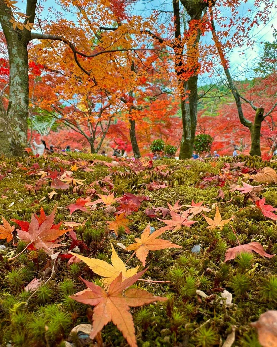 Manaさんのインスタグラム写真 - (ManaInstagram)「⛩️𝑲𝒀𝑶𝑻𝑶 ❤︎🍂 紅葉で有名な南禅寺へ行ってきました☺️ ⁡ ⁡ どこを切り取っても美しい絵画のような紅葉🍁 ⁡ 毎年、必ず訪れたくなる秋の京都 また今年もいっぱい秋の京都を楽しめました💕 ⁡ ⁡ ⁡ 2枚目、はしゃぎすぎちゃったな〜🙊 ⁡ ⁡ ⁡ ⁡ #京都の思い出 #そうだ京都行こう #京都 #京都旅行 #京都の風景 #紅葉の季節 #南禅寺 #南禅寺水路閣 #水路閣 #大人コーデ #秋コーデ #冬コーデ #オレンジコーデ #ニットコーデ #タートルネックニット #紅葉2023 #紅葉狩り #紅葉スポット #紅葉シーズン #红叶 #단풍 #kyotojapan #nanzenji」12月5日 21時27分 - mana.tcy