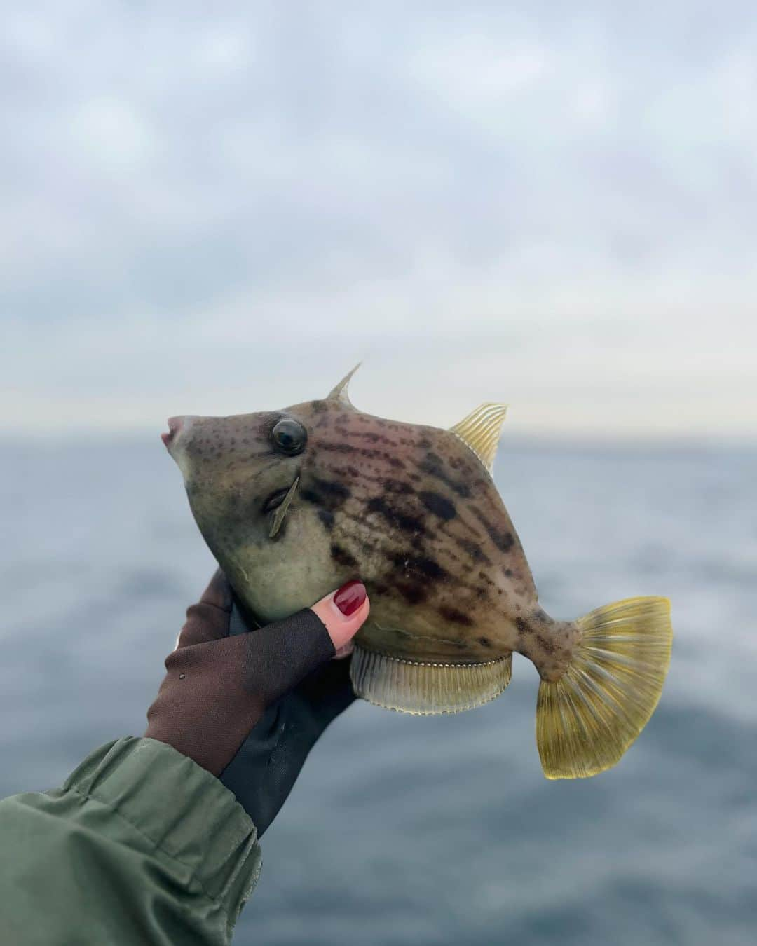 本間愛花さんのインスタグラム写真 - (本間愛花Instagram)「久しぶりのカワハギ釣り！ さむ〜くて手がかじかんだけど、 釣り好きの皆さんとワイワイ楽しかったです☺️🎣 たくさん釣れたので、全て大切にいただきます🙏🏻 ありがとうございました🩷  あ、ライジャケは、 今夏の北海道釣りの際に 波に当たって膨らんじゃったから 今回は船宿さんのをお借りしました。🥸笑  #カワハギ釣り #成銀丸 #松輪港」12月5日 21時33分 - aikahonma