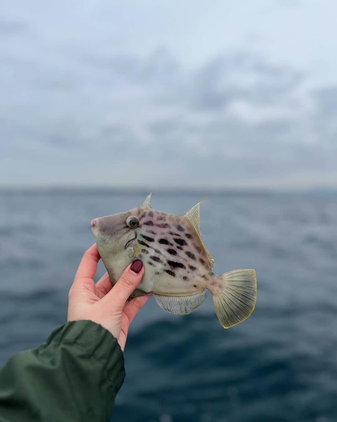 本間愛花さんのインスタグラム写真 - (本間愛花Instagram)「久しぶりのカワハギ釣り！ さむ〜くて手がかじかんだけど、 釣り好きの皆さんとワイワイ楽しかったです☺️🎣 たくさん釣れたので、全て大切にいただきます🙏🏻 ありがとうございました🩷  あ、ライジャケは、 今夏の北海道釣りの際に 波に当たって膨らんじゃったから 今回は船宿さんのをお借りしました。🥸笑  #カワハギ釣り #成銀丸 #松輪港」12月5日 21時33分 - aikahonma