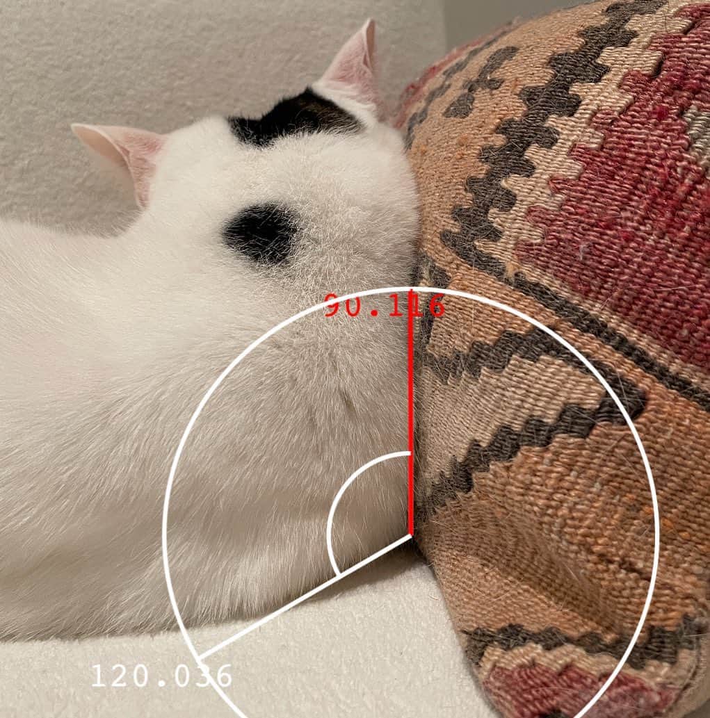 猫ラボのインスタグラム：「120°」