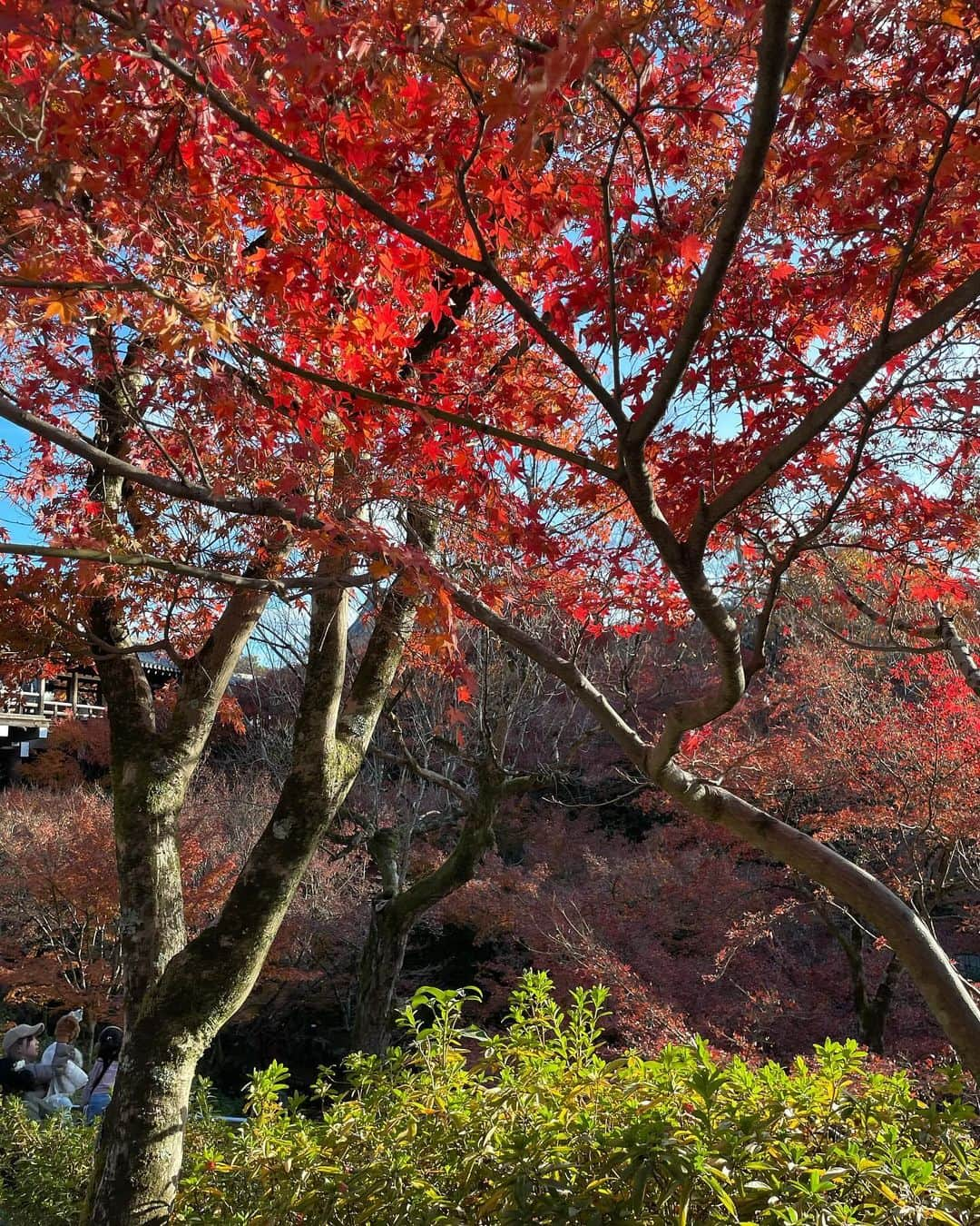 ムサシさんのインスタグラム写真 - (ムサシInstagram)「kyoto〜🍁📸 ⁡ 今年も紅葉滑り込みで見に行けた♡ ⁡4枚目の絵🖼️みたいな動画是非見てほしい〜👀♥︎  ⁡ #kyoto #outfit #coat #ootd #京都 #東福寺 #紅葉 #冬コーデ」12月5日 21時46分 - ___musashi.___