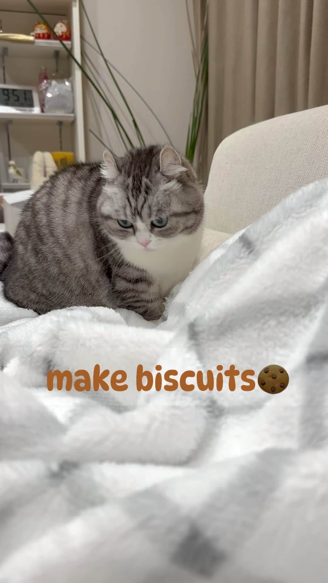 こむぎこまるのインスタグラム：「. . . ふみふみ😽🐾🐾 . Make biscuits😽🐾🐾🍪🍪💕 . . . #ふみふみ #makebiscuits #9gagcute  #munchkinlovers  #catstagramcat  #instacats_meow  #bestcat #短足マンチカン #adorablecats #kawaiineko #nyan」