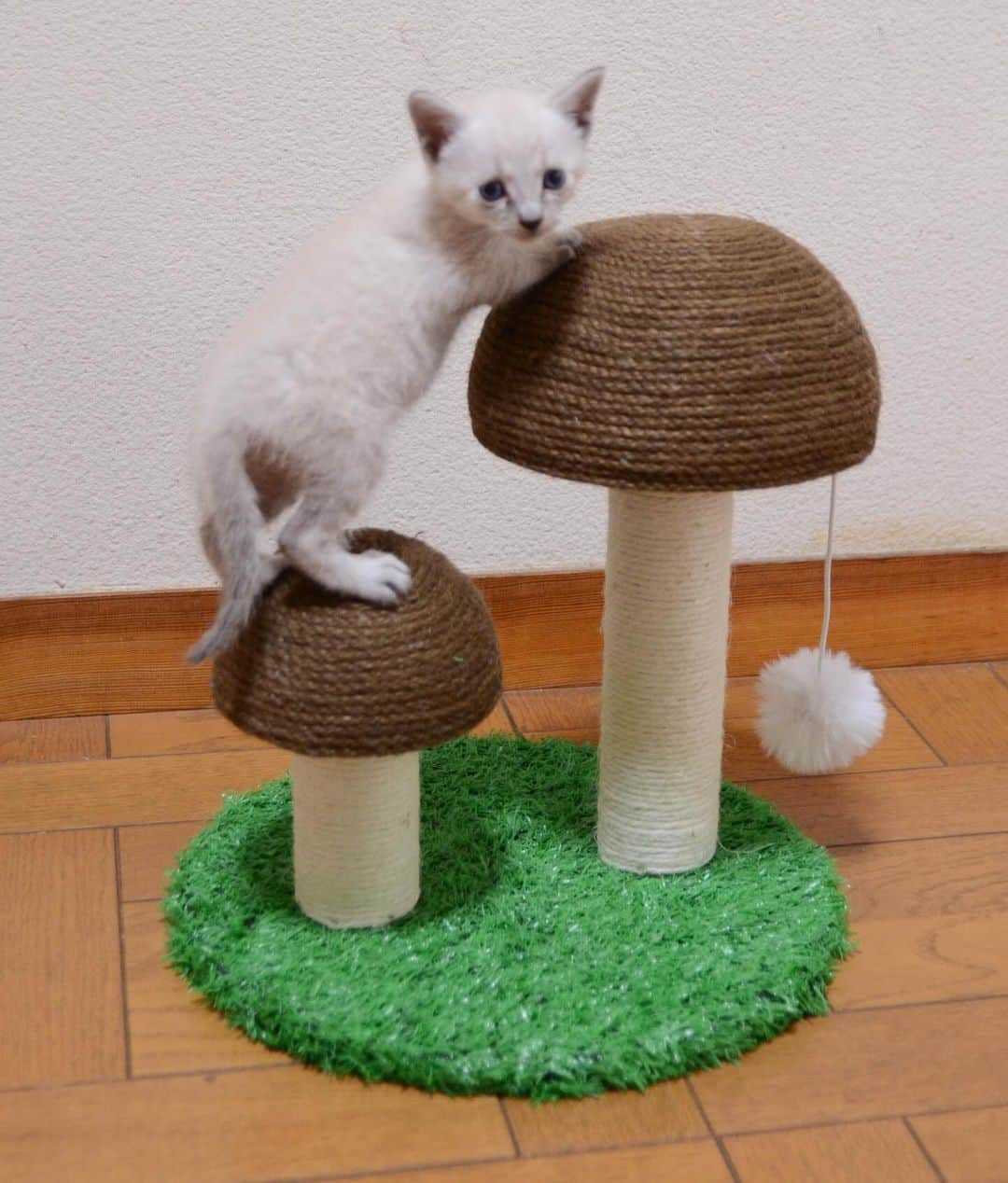 やふのインスタグラム