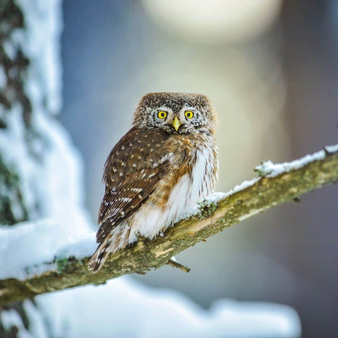 アニマルプラネットさんのインスタグラム写真 - (アニマルプラネットInstagram)「December 5th already?!   Time flies when you're a pygmy Eurasian owl...🦉  📷: Milan Krasula  #birds #wildlife」12月5日 23時00分 - animalplanet