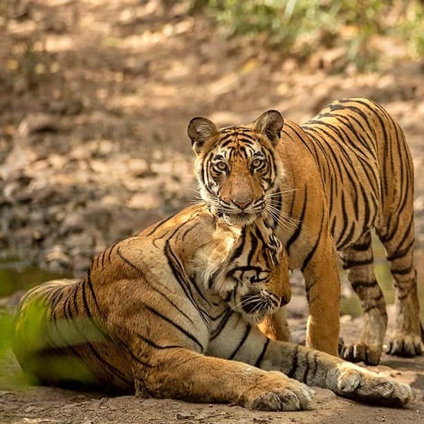 Discoveryのインスタグラム：「Not too old for cuddles with mom. 🧡  A tiger and her cub share a sweet moment in #India's Ranthambore Tiger Reserve.  📷: @neeraj.bantia   #TigerTuesday」