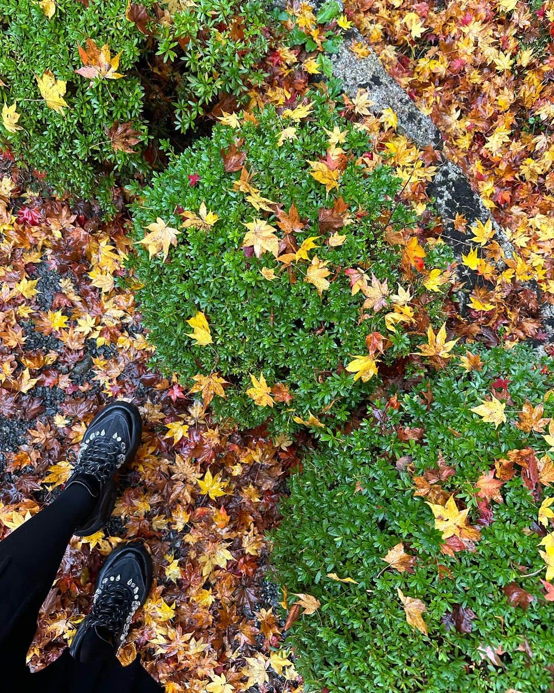 藤後 沙織 とうごさおりさんのインスタグラム写真 - (藤後 沙織 とうごさおりInstagram)「載せたい滋賀のお写真がたくさん…！  紅葉、異常に好きで毎年どこかへ絶対観に行ってる🫶 今年は滋賀の紅葉を堪能♡  一つ目は湖東三山の百済寺🍁  この日は雨予報じゃないのに雨が降って、極寒で、傘もなくて、でももう進むしかなくて辛い…って思ってたけど、紅葉が美しくて少しの間寒さを忘れられました(すぐ思い出したけど) あれは修行だったのかな🧘  青空だったらまた違って見えるのでまた晴れの日に行ってみたい☺️ 青空と紅葉のコントラストが好きすぎる🥺  湖東三山は制覇したいなぁ。 あとやっぱり地方は車がないとものすごーーーーく不便。 電車が1時間に一回がデフォ🥺  ペーパー卒業を来年のゆる目標の一つに追加📝  #滋賀#滋賀旅行#百済寺#百済寺紅葉 #八日市#紅葉#紅葉🍁#紅葉狩り #旅行#母娘#母娘旅#母娘旅行#湖東三山#湖東三山百済寺 #湖東三山巡り#滋賀紅葉#紅葉スポット」12月5日 23時08分 - saori_togo