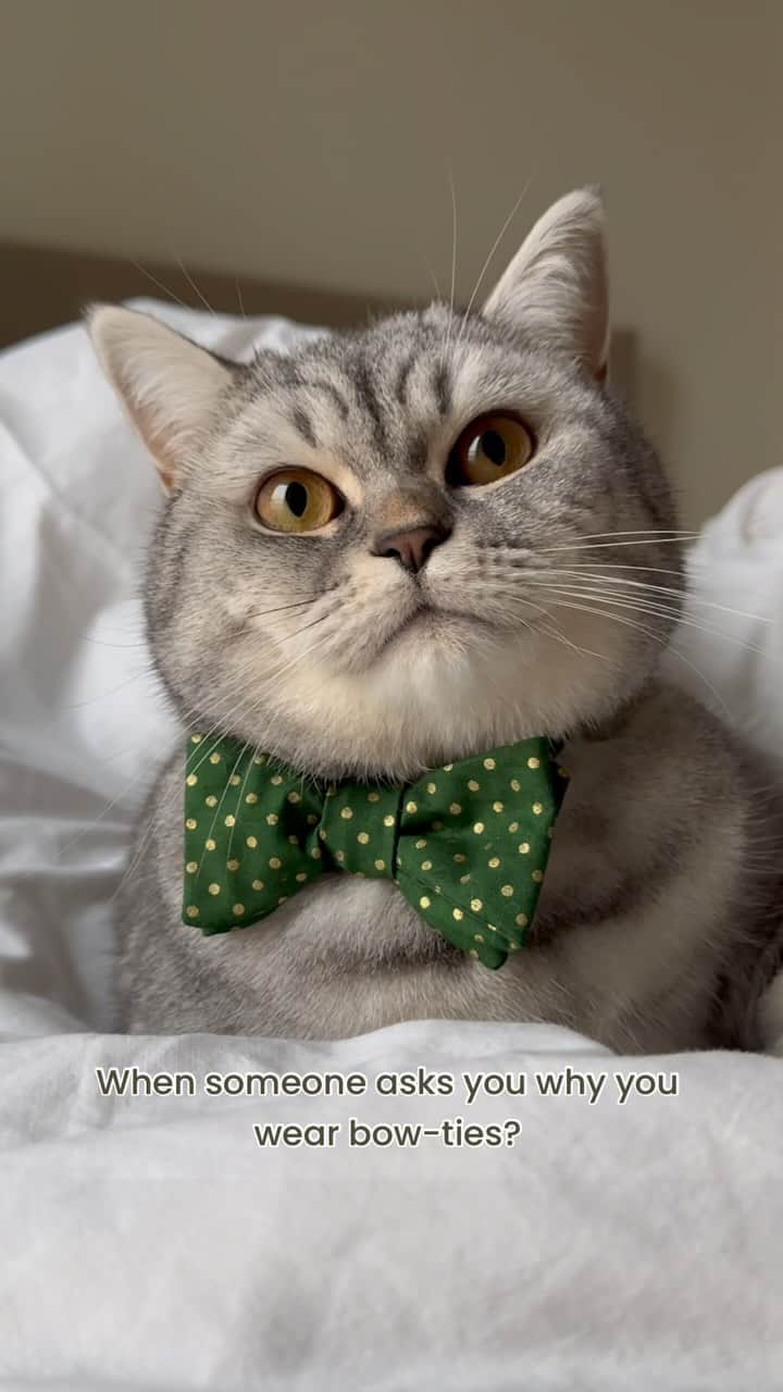 catinberlinのインスタグラム：「What about you? 😻 catinberlin.com    #catinberlin #cats #catsofinstagram #cat #weeklyfluff #cute #adorable #animals #pets #petsofinstagram #katze #weihnachten #christmas #xmas #reel #reelsinstagram #reelsviral #giftideas」