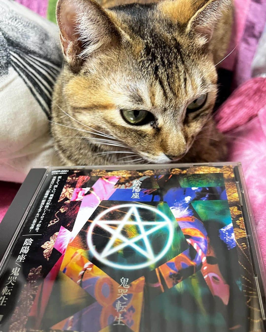 黒猫さんのインスタグラム写真 - (黒猫Instagram)「24年前の今日、陰陽座の記念すべきアルバム第1弾『鬼哭転生』が発表されました！ バンドを結成して、「とにかくアルバムを作るぞ！」と頑張った日々が思い出されます。 当時はインディーズバンドがCDを出すとなると色々大変でしたが、出来あがった作品を手にした時の喜びもひとしおでした。 あの頃も今も、変わらぬ信念で歩み続けられることに心から感謝です！ 好きな曲や想い入れ、兄上のところに書ききれなかったことなどがあれば、ぜひこちらでも教えてくださいね😊  24 years ago today, Our 1st album “Kikoku Tensyo” was released! What is your favorite song on this album?🎵🤘 #陰陽座 #onmyouza #heavymetal #heavymetalband」12月5日 23時29分 - kuroneko_omz