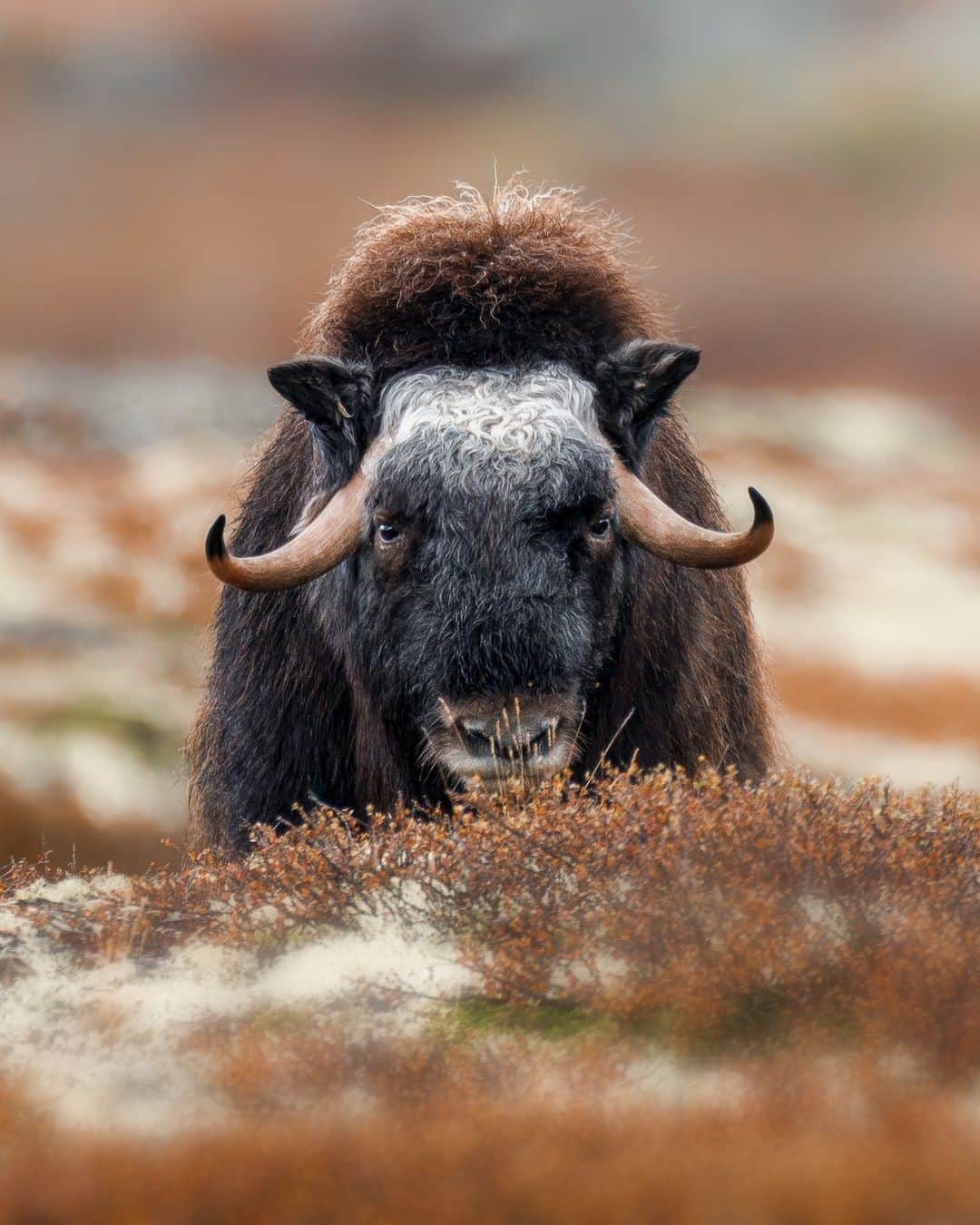Canon UKのインスタグラム：「It can be a challenge to decide what equipment to pack for your photographic adventures. You don't want to over pack your bag and make it too heavy, but at the same time you don't want to regret not bringing any kit 🎒📸  Whilst searching for musk oxen in Dovrefjell, Juan managed to encounter the majestic and powerful animal. He described this experience as "A powerful experience. Adrenaline was at its peak as we watched it approach with determined steps." ⚡  It certainly was an unforgettable moment. Good job he made the right decision on his kit.  📷 by @juanespinozase  Camera: EOS R5 Lens:  RF 600mm F4L IS USM Shutter Speed: 1/250, Aperture: f/5.6, ISO 250」