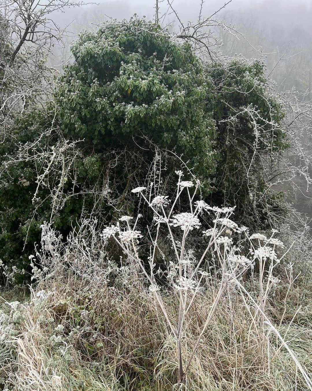 ナオミ・シマダさんのインスタグラム写真 - (ナオミ・シマダInstagram)「Winter always marks the end of the year and symbolises the end of many things but walking through this morning’s first frost I’m truly feeling the depths of how painful this seasonal transition is this year. There is so much grief, so much loss, so many endings both in the collective and in my own life. A reminder that we are not separate from the world around us. As of today the official death toll of Palestinians that have been killed by the Israeli government’s bombardment of Gaza is at almost sixteen thousand, with so many others left to die a slow and painful death under the rubble. These insidious systems of imperialism, domination and supremacy hurt and hinder all of us. Even though we’ve not been able to stop this abhorrent violence, I know deep in my cells that something huge is happening as more and more people are waking up to see how all these systems of are interconnected. I refuse to let this grief close my heart. For years I’ve been praying for assistance to change, for help to come into alignment to be the person I’m truly supposed to be in the world but I underestimated how painful that process of shedding and transformation truly is. But if we want the world to change, we must change ourselves, and for us to change parts of us must die to be reborn. We are being asked to transform ourselves for this new paradigm or risk being cluelessly left behind. With that as my intention, I’m about to step into a vow of silence today for my first Vipassana journey, I am nervous but I know it’s what is being asked of me during this time.   As I step into this moment of silence and expansion, I just had to say one more time, so it reverberates into the atmosphere: for the love of humanity, for the love of our planet and our interconnectedness with all life, in the name of love and truth ~ #CEASEFIRENOW  Collective liberation and healing for all.   Free Palestine 🕊️」12月6日 0時08分 - naomishimada