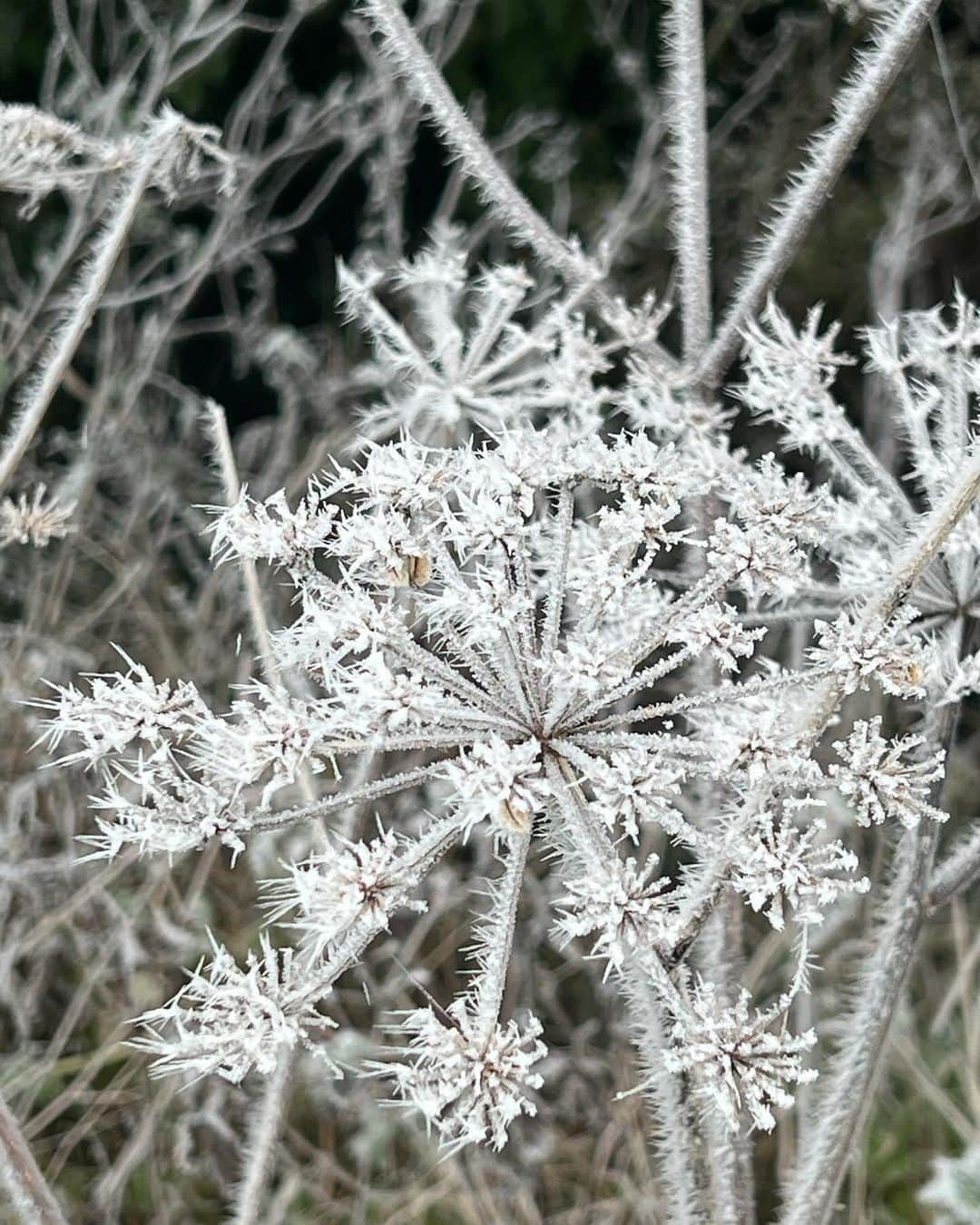 ナオミ・シマダのインスタグラム：「Winter always marks the end of the year and symbolises the end of many things but walking through this morning’s first frost I’m truly feeling the depths of how painful this seasonal transition is this year. There is so much grief, so much loss, so many endings both in the collective and in my own life. A reminder that we are not separate from the world around us. As of today the official death toll of Palestinians that have been killed by the Israeli government’s bombardment of Gaza is at almost sixteen thousand, with so many others left to die a slow and painful death under the rubble. These insidious systems of imperialism, domination and supremacy hurt and hinder all of us. Even though we’ve not been able to stop this abhorrent violence, I know deep in my cells that something huge is happening as more and more people are waking up to see how all these systems of are interconnected. I refuse to let this grief close my heart. For years I’ve been praying for assistance to change, for help to come into alignment to be the person I’m truly supposed to be in the world but I underestimated how painful that process of shedding and transformation truly is. But if we want the world to change, we must change ourselves, and for us to change parts of us must die to be reborn. We are being asked to transform ourselves for this new paradigm or risk being cluelessly left behind. With that as my intention, I’m about to step into a vow of silence today for my first Vipassana journey, I am nervous but I know it’s what is being asked of me during this time.   As I step into this moment of silence and expansion, I just had to say one more time, so it reverberates into the atmosphere: for the love of humanity, for the love of our planet and our interconnectedness with all life, in the name of love and truth ~ #CEASEFIRENOW  Collective liberation and healing for all.   Free Palestine 🕊️」
