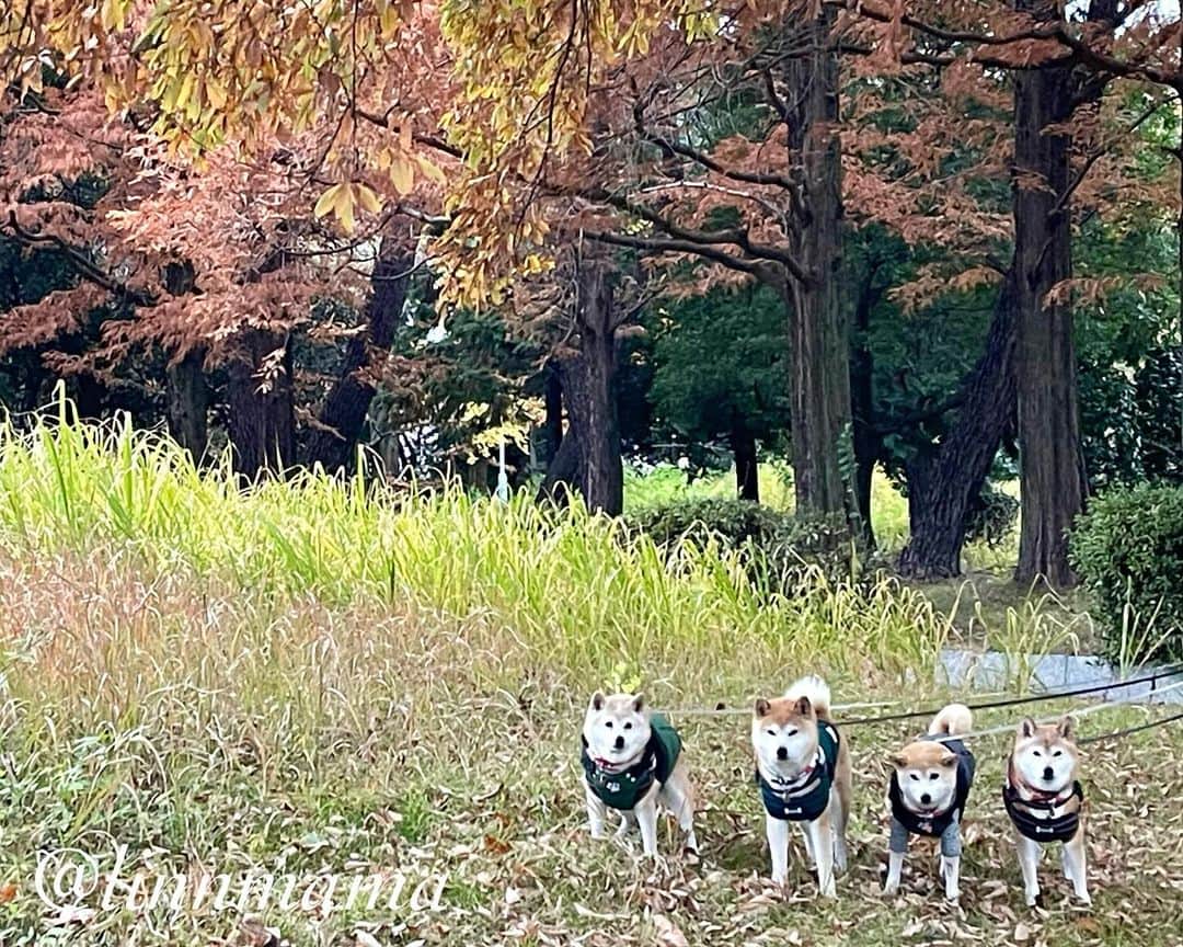 linnmamaのインスタグラム：「久しぶりに行った公園の紅葉🍁〜①いっぱい歩いて、いろんなワンコと挨拶しました😊〜②凜と麗、CAINZデビュー🎉〜今まで行ったことなかったの😅〜寒くなったので、麗以外は一張羅しか持ってないシニアの4柴たちに犬服を購入しました〜1年前までは雪が降っても柴犬🐕に服を着せるなんて考えてもいなかったけど、凜がてんかん発作をやってから、寒暖差に気をつけるようになりました😍〜麗、頑張ってフードを食べてます😍〜今できることを精一杯、それで十分‼️〜まだまだ食べる量が少ないけど、食べると元気になっていくのが見えてうれしい飼い主です🥰〜今日も元気でありがとう❣️ ＊ ＊ ＊ #柴犬#dog #柴犬凜の勇気凜々every day #shibastagram #my_eos_photo #eosr6 #eosr10  #ドッグフォトグラファーズ #iphone12 #iphone12promax  #2024凜ファミリーカレンダー発売中 #プロフィール欄からどうぞ #Amazon、楽天でも販売中 #夕方散歩 #写活  #紅葉#荒子川公園」