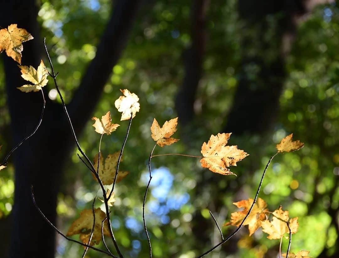 ふかしさんのインスタグラム写真 - (ふかしInstagram)「今年の紅葉は難しい。紅を探して繰り出してみたけど見つからず、黄金を撮ってみる。  #紅葉  #紅葉🍁  #紅葉散歩  #北の丸公園  #autumnleaves  #autumncolors」12月6日 0時46分 - fukashi