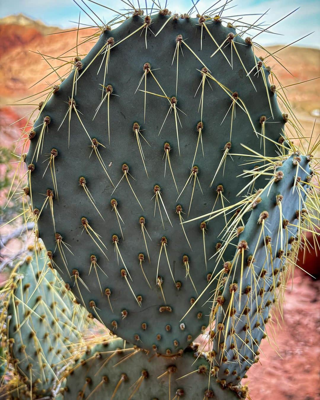 ポール・ロビンソンさんのインスタグラム写真 - (ポール・ロビンソンInstagram)「🌵 Fleeting moments in the desert 🌵」12月6日 0時47分 - paulrobinson87