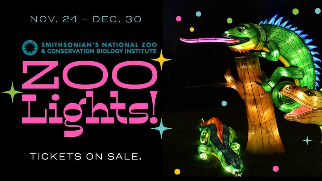 スミソニアン国立動物園のインスタグラム：「🌟 Get ready to light up your holiday season at the Smithsonian’s National Zoo's dazzling #DCZooLights, brought to you by @MandT_Bank! ✨🎄The Zoo has transformed into a winter wonderland with bright, colorful LED lights and fantastic ecosystems filled with beautiful paper lanterns of your favorite animals. ❄️❤️ Grab some cocoa and make unforgettable memories together! Tickets on sale now for $6 in our bio.  Thanks to @PepcoConnect, a signature sponsor of ZooLights!   Image description: photo of large paper lanterns depicting lizards. Text on the image reads "November 24 to December 30. Zoo Lights! Tickets on sale."」