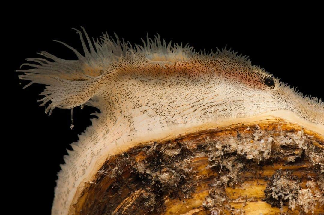 Joel Sartoreさんのインスタグラム写真 - (Joel SartoreInstagram)「Freshwater mussels like this Higgins eye pearly mussel are the unsung heroes of aquatic environments. Designed to filter out large quantities of harmful algae and bacteria, absorb heavy metals, and filter silt and fine particulates that harm aquatic ecosystems, mussels work hard to ensure the long-term health of streams, rivers, lakes, and ponds.  Genoa National Fish Hatchery, where this photo was taken, is home to one of the largest mussel culture recovery projects in North America. In an effort to protect this federally endangered species, the hatchery produces more than 500,000 Higgins eye mussel juveniles for stocking into four river systems in the Upper Mississippi River watershed.  #mussel #endangered #animal #wildlife #aquatic #freshwater #photography #underwater #underwaterphotography #wildlifephotography #animalphotography #studioportrait #PhotoArk #HopeForSpecies @insidenatgeo」12月6日 1時05分 - joelsartore