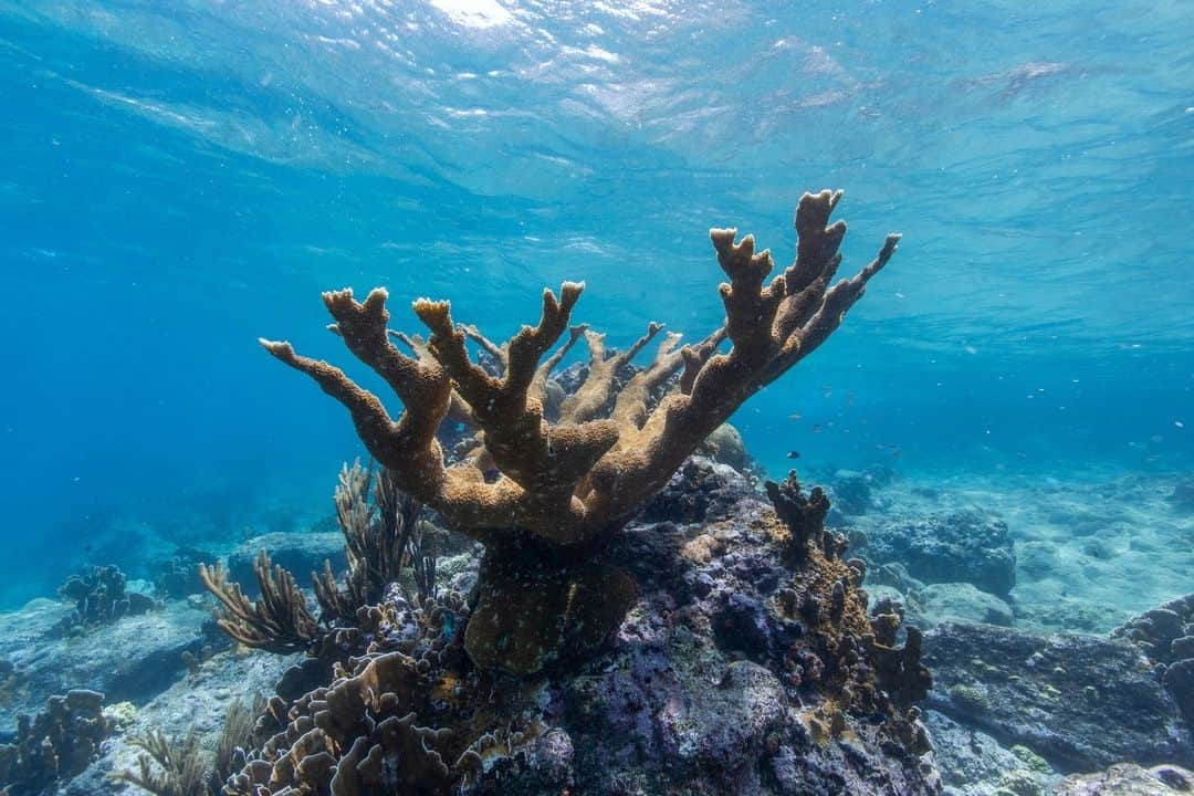 スミソニアン博物館さんのインスタグラム写真 - (スミソニアン博物館Instagram)「Next time you take a deep breath, thank your friends under the sea.   When the ocean is healthy, Earth is happy. Coral reefs help maintain the ocean's health as one of its most important ecosystems, providing habitat for about a quarter of marine life. However, since 1950, Earth has lost about half of its coral reefs.   Scientists from our @SmithsonianZoo and around the world are working together to protect the coral population. One method is a cryopreservation technique called isochoric vitrification, which opens the door to collecting and preserving coral fragments easily and rapidly at an urgent moment for coral worldwide. Research is still being done to perfect this process with a goal to save as many corals as possible by 2030.   Credit: Stephani Gordon/Smithsonian's National Zoo and Conservation Biology Institute」12月6日 1時55分 - smithsonian