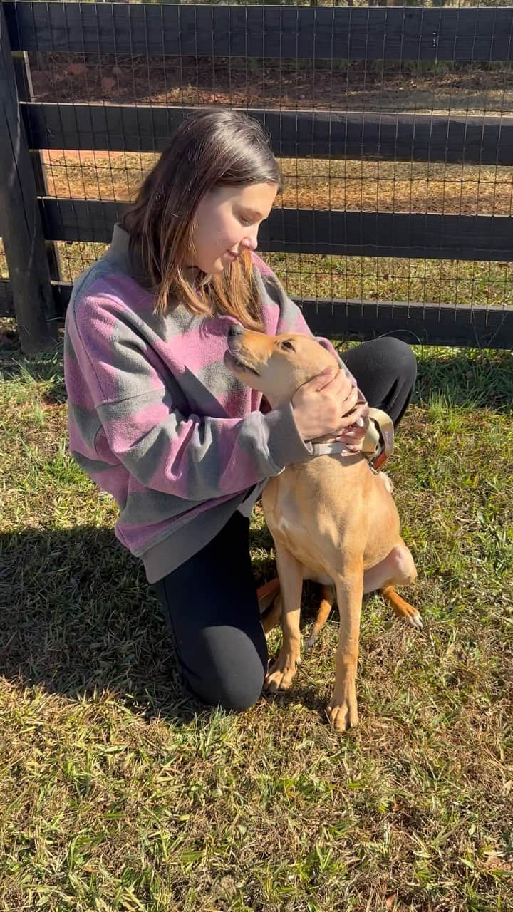 ミリー・ボビー・ブラウンのインスタグラム：「This is Violet. Her loving and friendly nature makes me smile everyday. When we saved Violet, she had experienced burns all over her face and body due to neglect and abuse in her previous home. With the proper care and treatment, Violets hair is regrowing. Her burns are sealed. And her heart is experiencing love finally. Her demeanor is so calming and I truly think she would make the most wonderful companion for a forever home. If you are interested in adopting Violet, send in an application on Joeysfriends.com. 🐶」