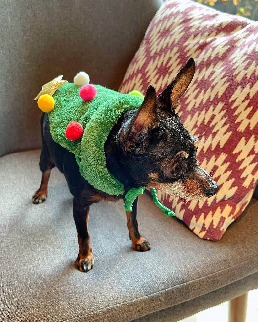 百合華さんのインスタグラム写真 - (百合華Instagram)「愛蘭たんと一緒にクリスマス気分を愉しみたくて『SHEIN』でお帽子を購入してみましたがサイズ感が少し大きかったのでツリーマントとして愛用中🌲✨🐾  #愛犬との暮らしを豊かに   #これはこれでとってもかわちぃ  百合譁が着用しているクリスマスな水着やガウンも『SHEIN』で購入いたしました❤️🤍❤️🤍❤️  #クリスマスが今年もやって来る   #愛犬と一緒にクリスマスパーティー   #shein #sheinstyle  #sheinswimwear  #sheinchristmasparty」12月6日 14時17分 - yurika.lovelily
