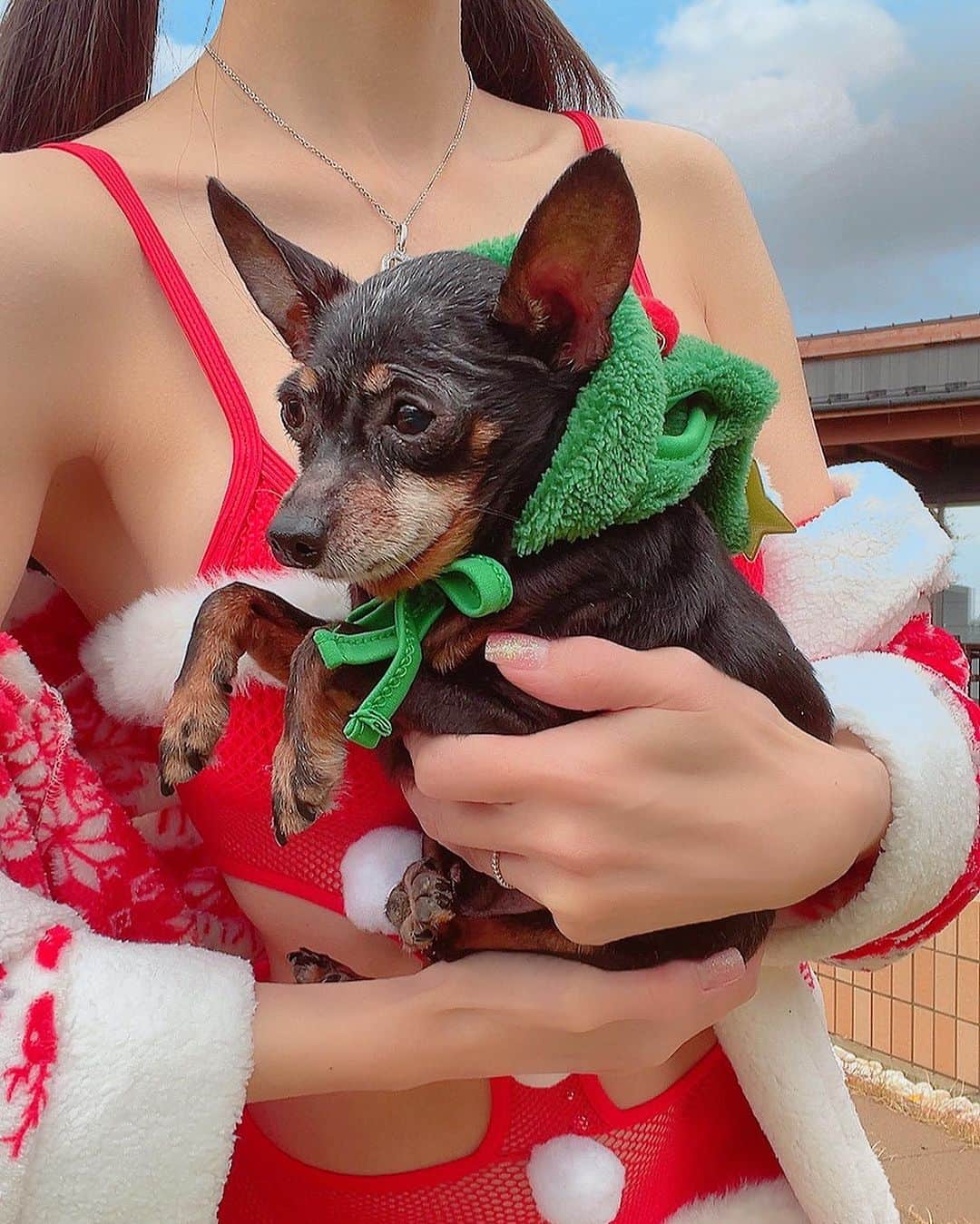百合華のインスタグラム：「愛蘭たんと一緒にクリスマス気分を愉しみたくて『SHEIN』でお帽子を購入してみましたがサイズ感が少し大きかったのでツリーマントとして愛用中🌲✨🐾  #愛犬との暮らしを豊かに   #これはこれでとってもかわちぃ  百合譁が着用しているクリスマスな水着やガウンも『SHEIN』で購入いたしました❤️🤍❤️🤍❤️  #クリスマスが今年もやって来る   #愛犬と一緒にクリスマスパーティー   #shein #sheinstyle  #sheinswimwear  #sheinchristmasparty」