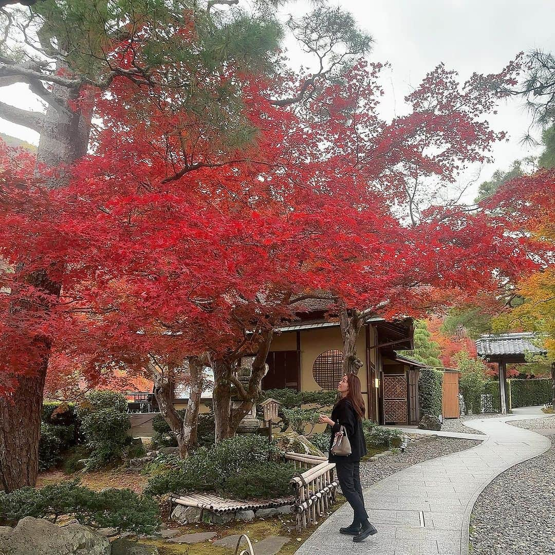 澤野井香里さんのインスタグラム写真 - (澤野井香里Instagram)「嵐山の紅葉🍁🍁🍁 息をのむほど綺麗で、毎年来てても感動する🥹  #ks_23✨ #ks_kyoto✨ #京都 #嵐山 #翠嵐 #翠嵐ラグジュアリーコレクションホテル京都 #嵐山観光 #京都紅葉 #紅葉 #紅葉スポット #紅葉シーズン #japan #arashiyama #suiranluxurycollection #🍁」12月6日 12時00分 - kaori_sawanoi