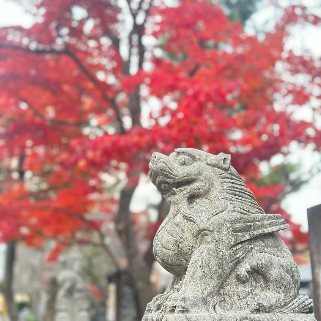 澤野井香里さんのインスタグラム写真 - (澤野井香里Instagram)「嵐山の紅葉🍁🍁🍁 息をのむほど綺麗で、毎年来てても感動する🥹  #ks_23✨ #ks_kyoto✨ #京都 #嵐山 #翠嵐 #翠嵐ラグジュアリーコレクションホテル京都 #嵐山観光 #京都紅葉 #紅葉 #紅葉スポット #紅葉シーズン #japan #arashiyama #suiranluxurycollection #🍁」12月6日 12時00分 - kaori_sawanoi