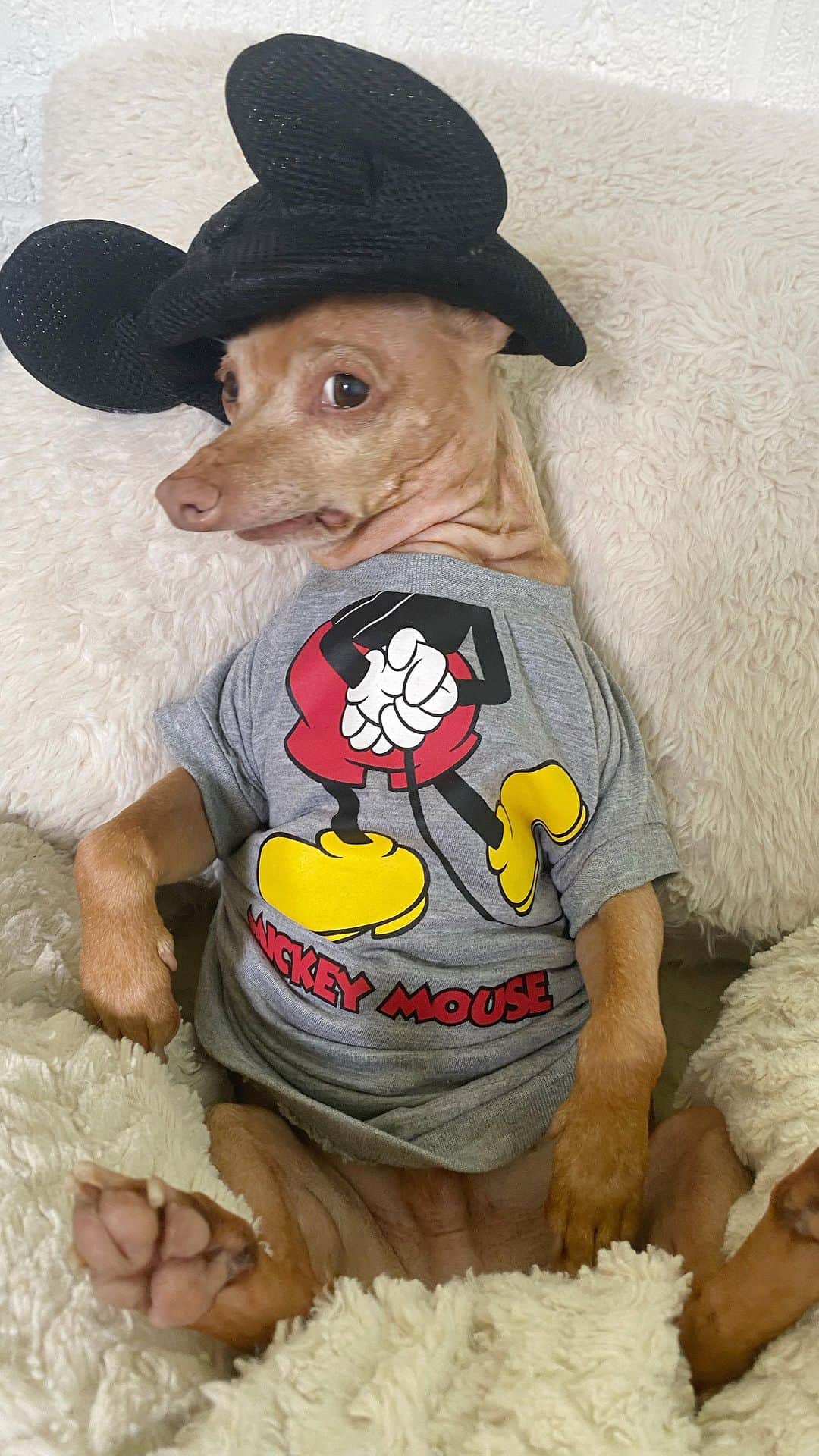 Tuna {breed:chiweenie} のインスタグラム：「See you real soon! Meaning, I’m going to try to post more frequently but I can’t make any promises. I will try though, at least until Jan 1. #waltdisneyday」