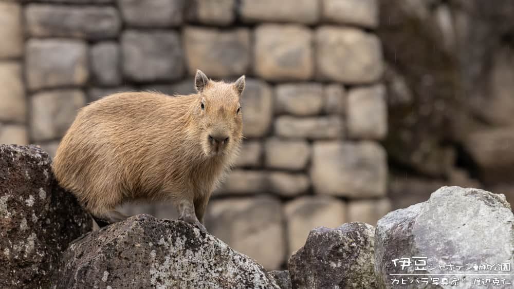 渡辺克仁のインスタグラム：「おはようございます。  #カピバラ #水豚 #capybara #おはよう」