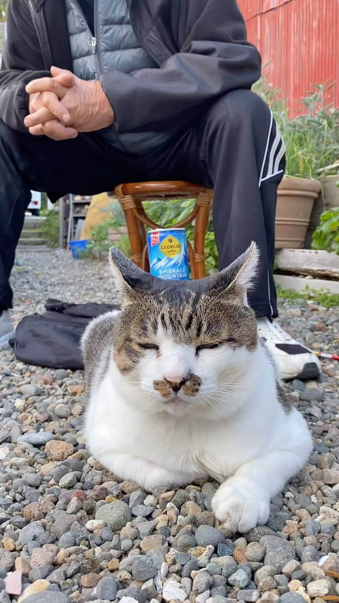 土肥美帆のインスタグラム：「😸 ・ オガちゃんとケンジ盆  コーヒーうまいべか☕️(=-ω-=)？  ケンジグッズお買い上げいただき、 ありがとうございます🥺　 昨日、発送しましたので、 お手元に届くの楽しみにお待ちください。  私は9日から20日まで 怒涛のイベント祭りに突入。  📷9日から12日まで 　　銀座の富士フォトギャラリーで在廊 📷12日 　　よみうりカルチャーにて 　　沖昌之さんとトークイベント 　　（要予約） 📷15日〜20日まで 　　富士フイルムフォトサロン札幌在廊  年末のお忙しい中ですが、皆様にお会いできるの、とても楽しみにしています。会いに来てね❤️☺️  【イベント】 ⚫︎12月8日〜14日 銀座　富士フォトギャリーでグループ展 「ねこ写真展」（9日〜12日在廊予定） ⚫︎12月12日 よみうりカルチャーで1日講座 猫写真家 沖 昌之×土肥 美帆トークイベント 「猫写真で笑顔を増やすことはできる？」 ⚫︎15日〜20日 富士フイルムフォトサロン 札幌で 企画展「気ままなボス猫ケンジ」  オールケンジです。 よろしくお願いします❤️」