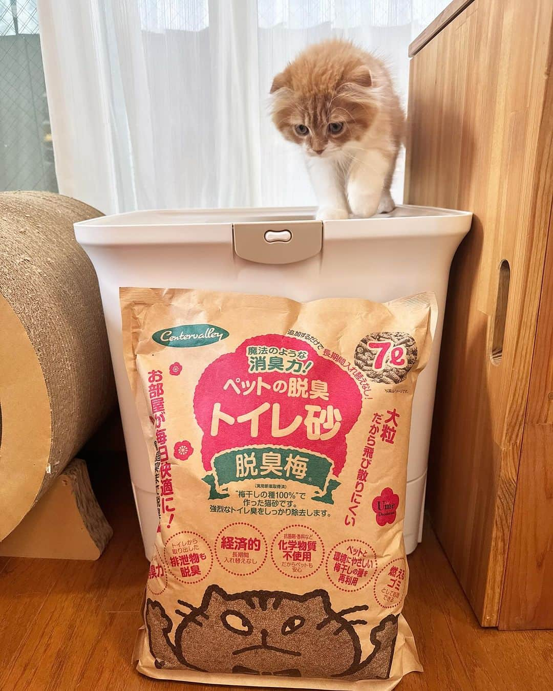 Nahoさんのインスタグラム写真 - (NahoInstagram)「#脱臭梅 アンバサダーのこむちゃんです。 いつもお使いの猫砂に混ぜるだけで嫌な臭いを消してくれる梅干しの種で出来た安心安全の猫砂。  今月でクーポン終わるので検討中の方はお急ぎください！  うちで使ってる量はトイレの面積半分くらいに砂の上にかけるだけ。全然無くならないから大きいの買った方がいいよ！  10%クーポンはこちら↓↓↓ komakotakoyukotekoha10  使えるサイトはこちら↓↓↓ https://centervalley.shopselect.net/  10%クーポンは☝️こちらのサイトのみで使えるのでプロフィールからストーリーのハイライトを見てみてね!リンクがあるよ!  @centervalley1030  #PR #猫砂 #こむぎ#KOMUGI#スコティッシュフォールド#scottishfold #catoftheday #instacat_meows  #ねこ部 #냥스타그램 #캣스타그램 #cat #猫 #ネコ #ねこ #고양이  #catlover #instacat #cutecat #catstagram #lovecat #CAT」12月6日 8時18分 - komakotakoyukotekoha