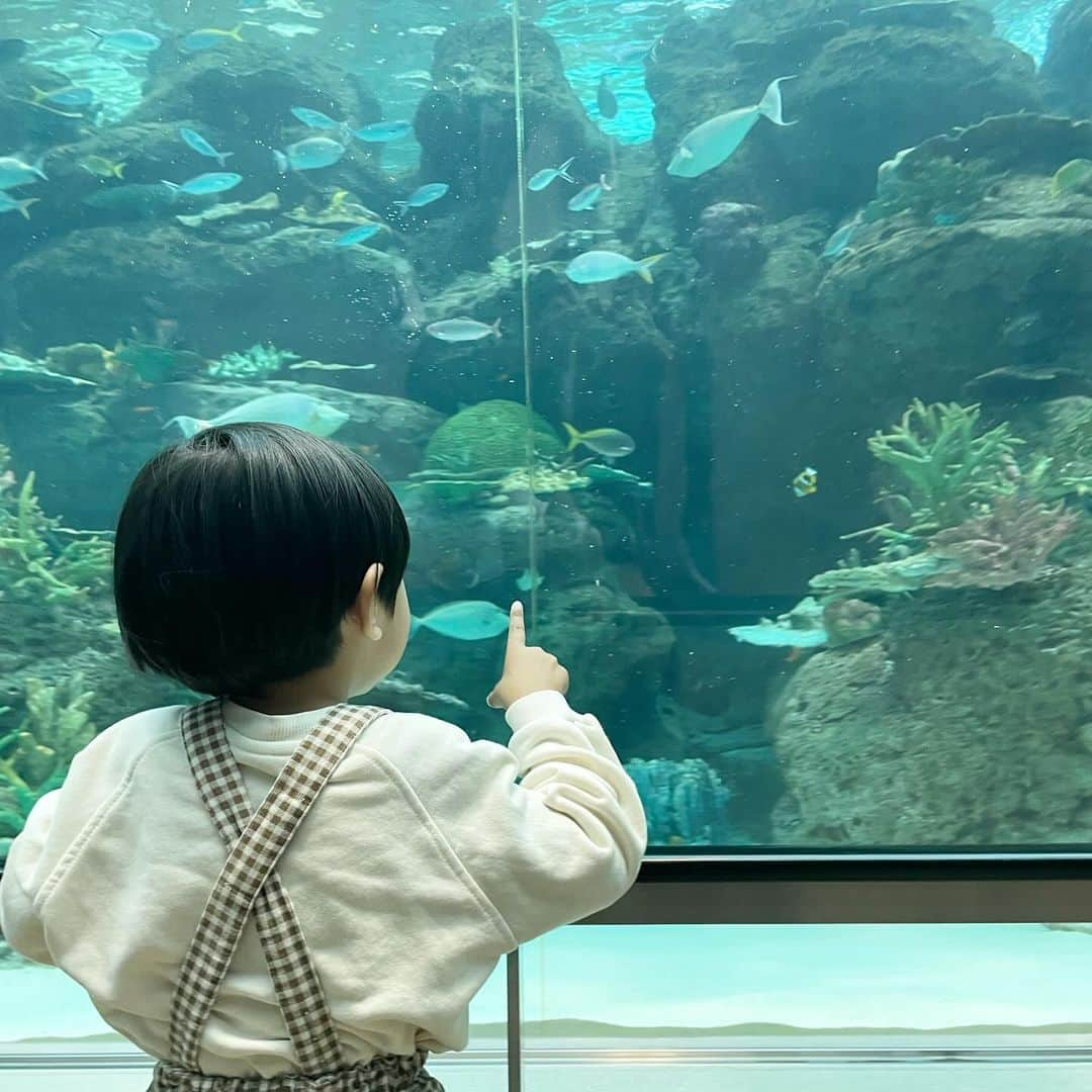 NikawaAsuka さんのインスタグラム写真 - (NikawaAsuka Instagram)「名古屋港水族館👩👦👶  人いっぱいだったけど楽しかったね🤍  #名古屋港 #水族館 #名古屋港水族館 #兄弟 #男の子 #男の子ママ」12月6日 9時13分 - 19890808a