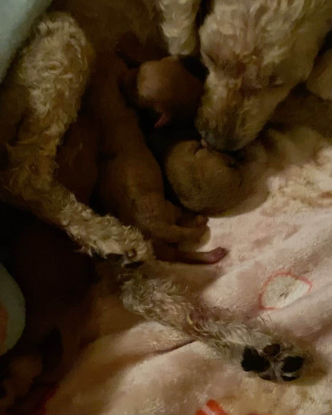南果歩のインスタグラム：「Puppies❤️❤️❤️❤️ 6日の深夜から出産が始まりました‼️ 無事4頭のパピー達が生まれました‼️ ジョーイは頑張った😊 素晴らしい瞬間に立ち会えて、私も幸せです❤️  #トイプードル出産 #トイプードル  #トイプードル女の子  #トイプードル多頭飼い  #犬のいる暮らし  #犬  #犬好きな人と繋がりたい  #トイプードル好きな人と繋がりたい」