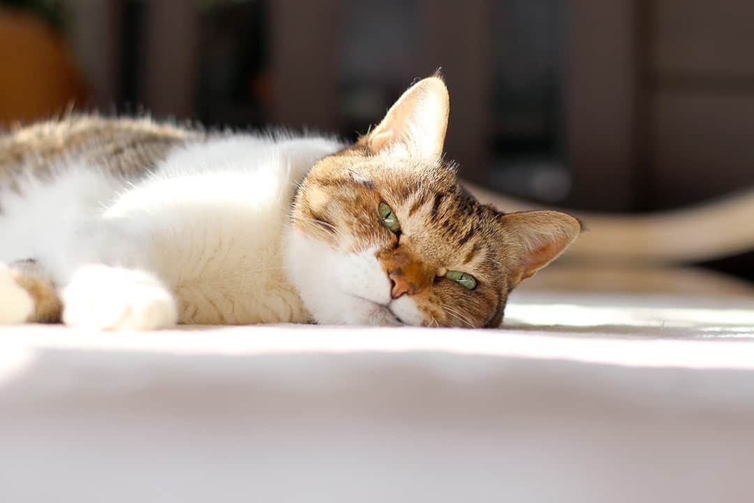 NEKOくらぶさんのインスタグラム写真 - (NEKOくらぶInstagram)「|| おはようにゃん🐱 @happyriko さんの作品ですにゃ（＝ΦωΦ＝） * いいね！＆コメント大歓迎！！ * #nekoclub #NEKOくらぶ #Japan #Photo #写真 #日本 #cat #ネコ #ねこ #猫  Follow: @nekoclub_jpn * ▼【廣済堂出版共同企画】NEKOくらぶの皆さまとつくる「NEKOくらぶ写真集」、発売中♪（＝ΦωΦ＝） ※詳細は本アカウント「 @nekoclub_jpn 」のプロフィールに固定しているハイライトから * ※当アカウントでシェアさせていただいた作品は、東京カメラ部YouTubeアカウントでも投稿者様のお名前入りでご紹介させていただく場合があります。これらの使用に関して原則通知は行いませんので、予めご了承ください。 ※各種法令、マナー、関係者の指示に従った撮影をお願いします。 *Please ensure that your photography adheres to all relevant laws, etiquette, and instructions issued by authorized persons. ※本アカウントは東京カメラ部がFacebook、Instagramのサービスを利用して運営しているもので、Meta社・Instagramとは一切関係ありません。」12月6日 10時00分 - nekoclub_jpn