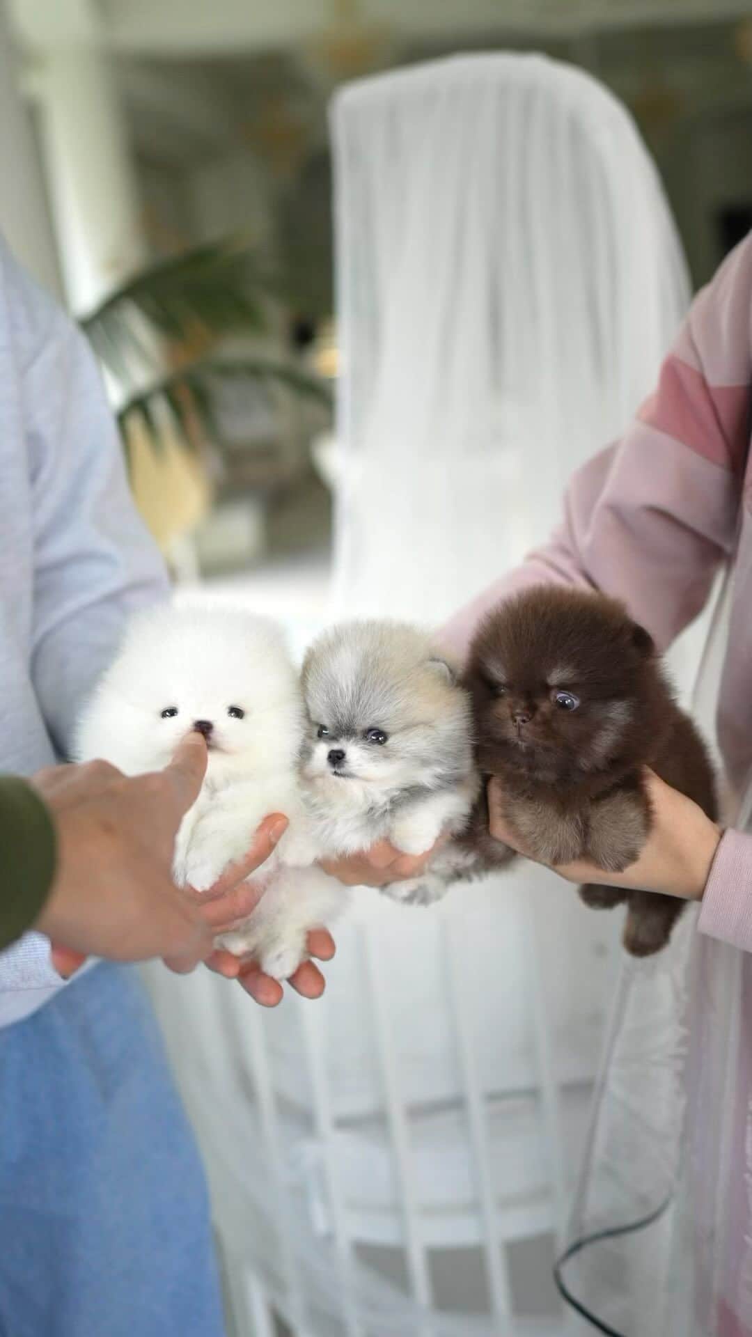 Rolly Pups INCのインスタグラム：「New Pomeranian Babies 😍」
