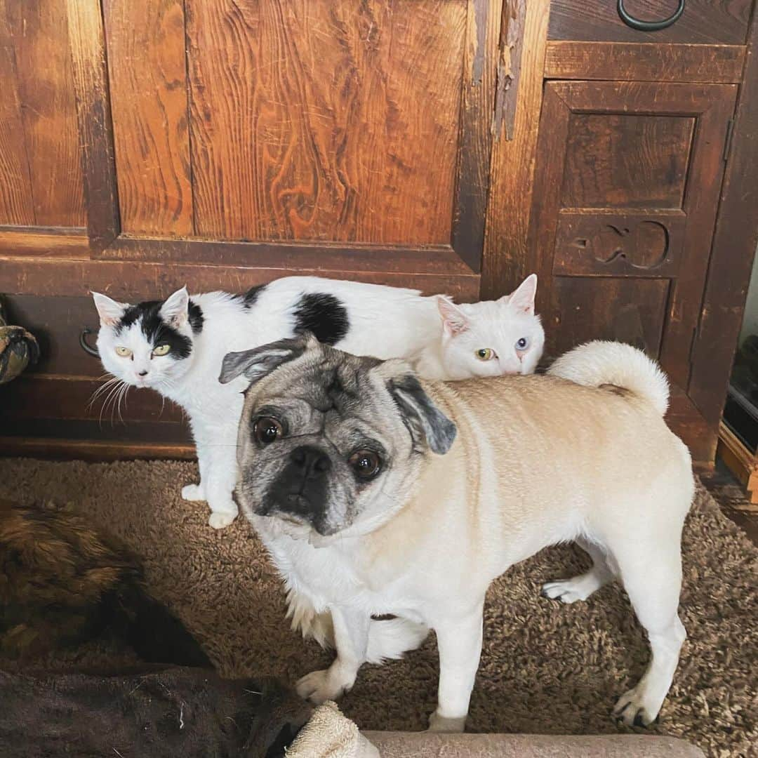 ひぐちにちほのインスタグラム：「実はべっぴんもいますYO  #pug #cat #ひぐち猫 #ひぐちお茶目 #ひぐち水玉 #ひぐちべっぴん #ひぐち親分」