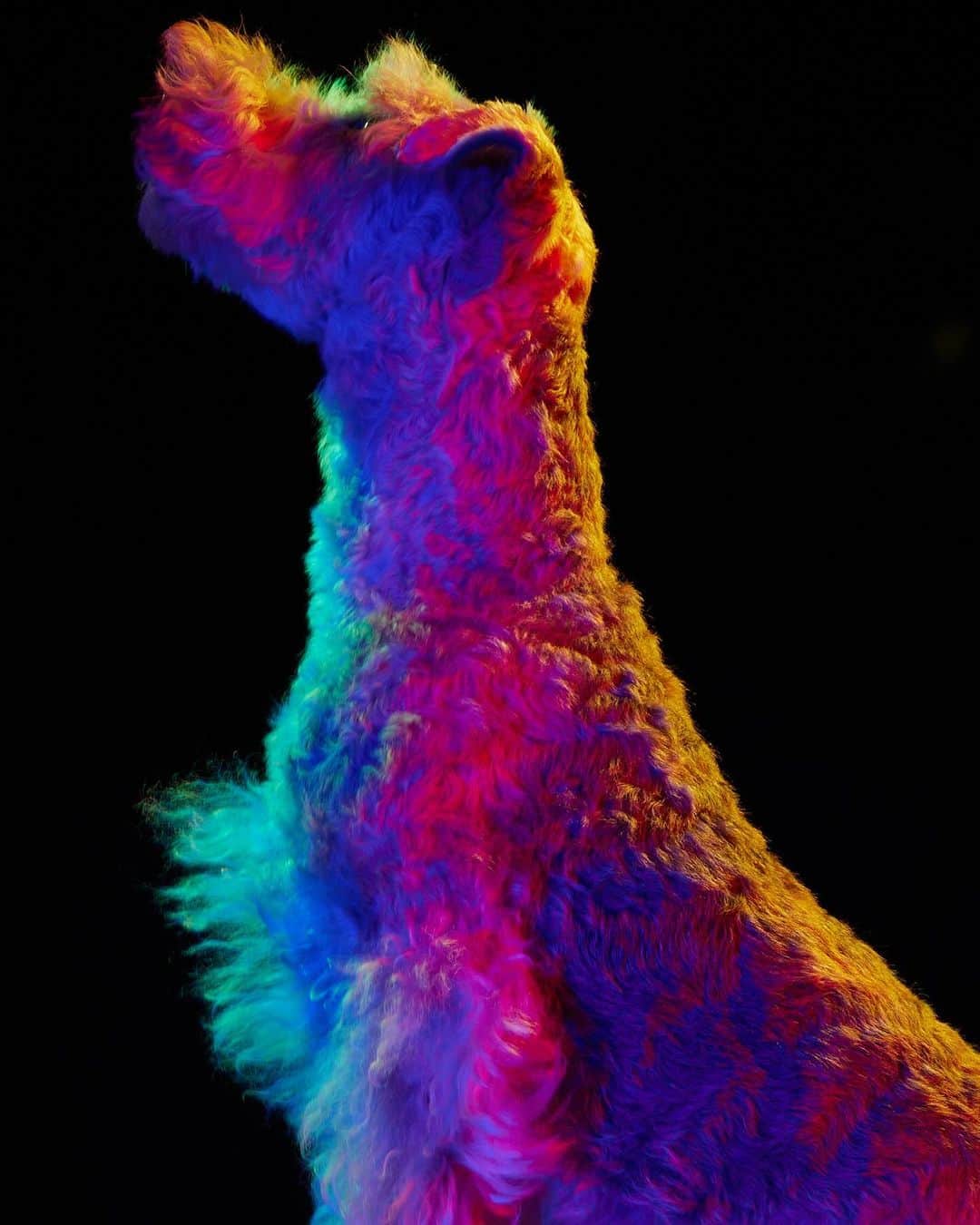 Paul Octaviousのインスタグラム：「🦕 brontosaurus dog」