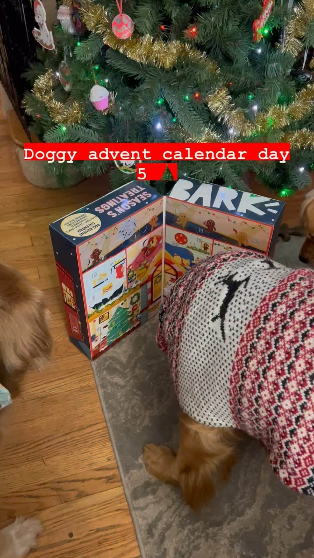 モヒートのインスタグラム：「Day 5! Can you tell who loves toys the most?? I have the girls a treat since their brother sucks at sharing sometimes lol eventually bellini got a turn but Julep just wanted another treat #christmas #adventcalendar #dogs #dogmom」