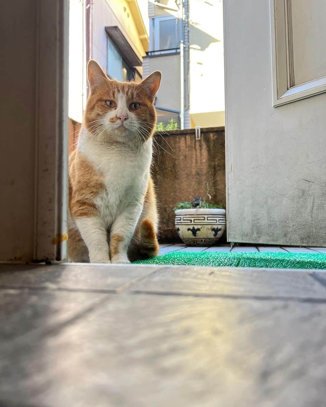 Kachimo Yoshimatsuさんのインスタグラム写真 - (Kachimo YoshimatsuInstagram)「おはようちゃめし Good Morning Chameshi 　#うちの猫ら #猫 #chameshi #ねこ #ニャンスタグラム #にゃんすたぐらむ #ねこのきもち #cat #ネコ #catstagram #ネコ部 http://kachimo.exblog.jp」12月6日 12時35分 - kachimo