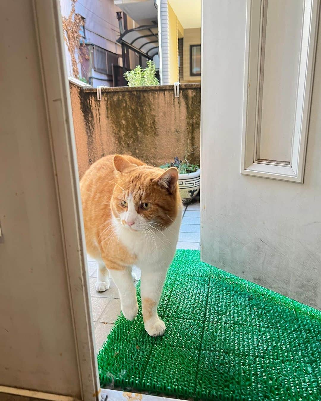 Kachimo Yoshimatsuさんのインスタグラム写真 - (Kachimo YoshimatsuInstagram)「おはようちゃめし Good Morning Chameshi 　#うちの猫ら #猫 #chameshi #ねこ #ニャンスタグラム #にゃんすたぐらむ #ねこのきもち #cat #ネコ #catstagram #ネコ部 http://kachimo.exblog.jp」12月6日 12時35分 - kachimo