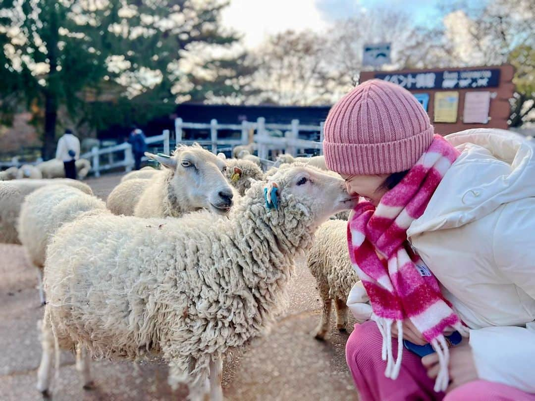 真彩希帆さんのインスタグラム写真 - (真彩希帆Instagram)「みなさま、こんばんは🐏🍁  明日はとうとう 御園座での『LUPIN』の公演が始まります！  舞台稽古もしっかりして準備は万端。 御園座でお客様にお会いできるのが楽しみです！ 質問箱で頂いたおすすめスポットも行く気満々🔥笑  公演をしっかりするために 気持ちの充電も必要....🔋  と！いうことで先日 真冬になると山道が危ないので、きっと今年最後になるであろう 癒しの六甲山牧場にいってきました🐏☁️  春頃に行った時、 推しになった麗しひつじちゃん兄弟。 冬毛になった2人にまた会えました☺️❤️ （写真では弟と思われる子だけ笑）  「久しぶりだねー！」と声をかけると何度も何度も お鼻をくっつけてくれてかわいかったなー🤤💞  ちょうどいい時間帯で、 美しい夕焼けも見ることができました。  雲が幾重にも重なって、そこに光が差し込む🌅  太陽の沈むまでのほんの30分くらいの時間が大好きなので、 寒かったですが夢中で眺め、写真を撮り続けました📸  少しでも皆さまの癒しになれば😌🫧  世界中の色々な夕焼けをいつか見たいなぁ。  #六甲山牧場  #🐏🧶  #マジックアワー   #推しひつじの名前が知りたい #今のところ #萩尾望都先生作画兄弟 #🐏🐏  #真彩希帆」12月6日 22時31分 - maayakiho