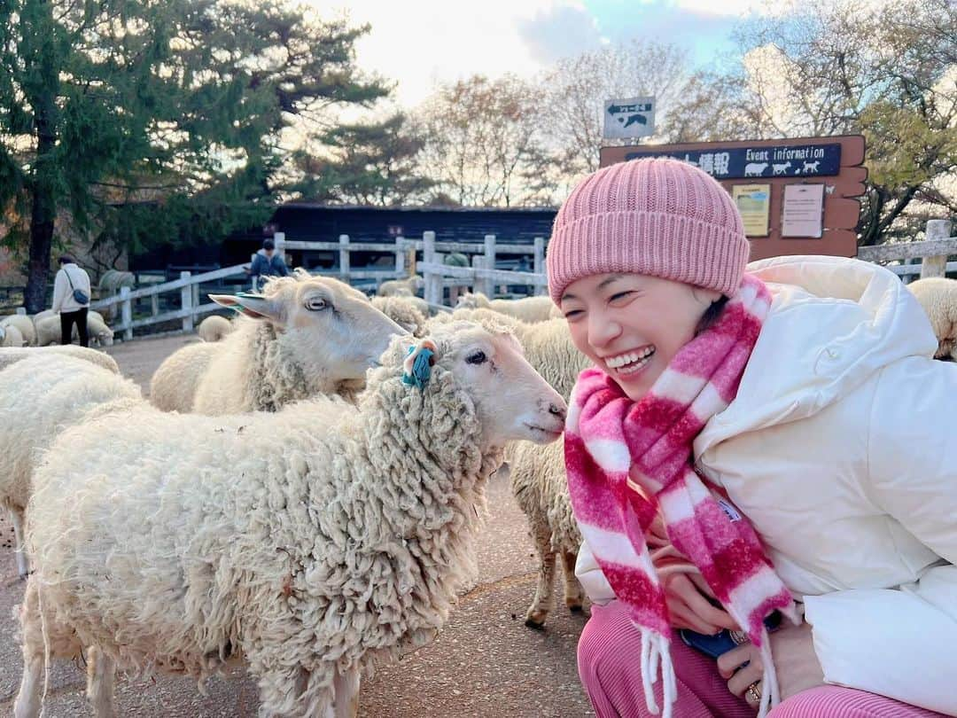 真彩希帆さんのインスタグラム写真 - (真彩希帆Instagram)「みなさま、こんばんは🐏🍁  明日はとうとう 御園座での『LUPIN』の公演が始まります！  舞台稽古もしっかりして準備は万端。 御園座でお客様にお会いできるのが楽しみです！ 質問箱で頂いたおすすめスポットも行く気満々🔥笑  公演をしっかりするために 気持ちの充電も必要....🔋  と！いうことで先日 真冬になると山道が危ないので、きっと今年最後になるであろう 癒しの六甲山牧場にいってきました🐏☁️  春頃に行った時、 推しになった麗しひつじちゃん兄弟。 冬毛になった2人にまた会えました☺️❤️ （写真では弟と思われる子だけ笑）  「久しぶりだねー！」と声をかけると何度も何度も お鼻をくっつけてくれてかわいかったなー🤤💞  ちょうどいい時間帯で、 美しい夕焼けも見ることができました。  雲が幾重にも重なって、そこに光が差し込む🌅  太陽の沈むまでのほんの30分くらいの時間が大好きなので、 寒かったですが夢中で眺め、写真を撮り続けました📸  少しでも皆さまの癒しになれば😌🫧  世界中の色々な夕焼けをいつか見たいなぁ。  #六甲山牧場  #🐏🧶  #マジックアワー   #推しひつじの名前が知りたい #今のところ #萩尾望都先生作画兄弟 #🐏🐏  #真彩希帆」12月6日 22時31分 - maayakiho