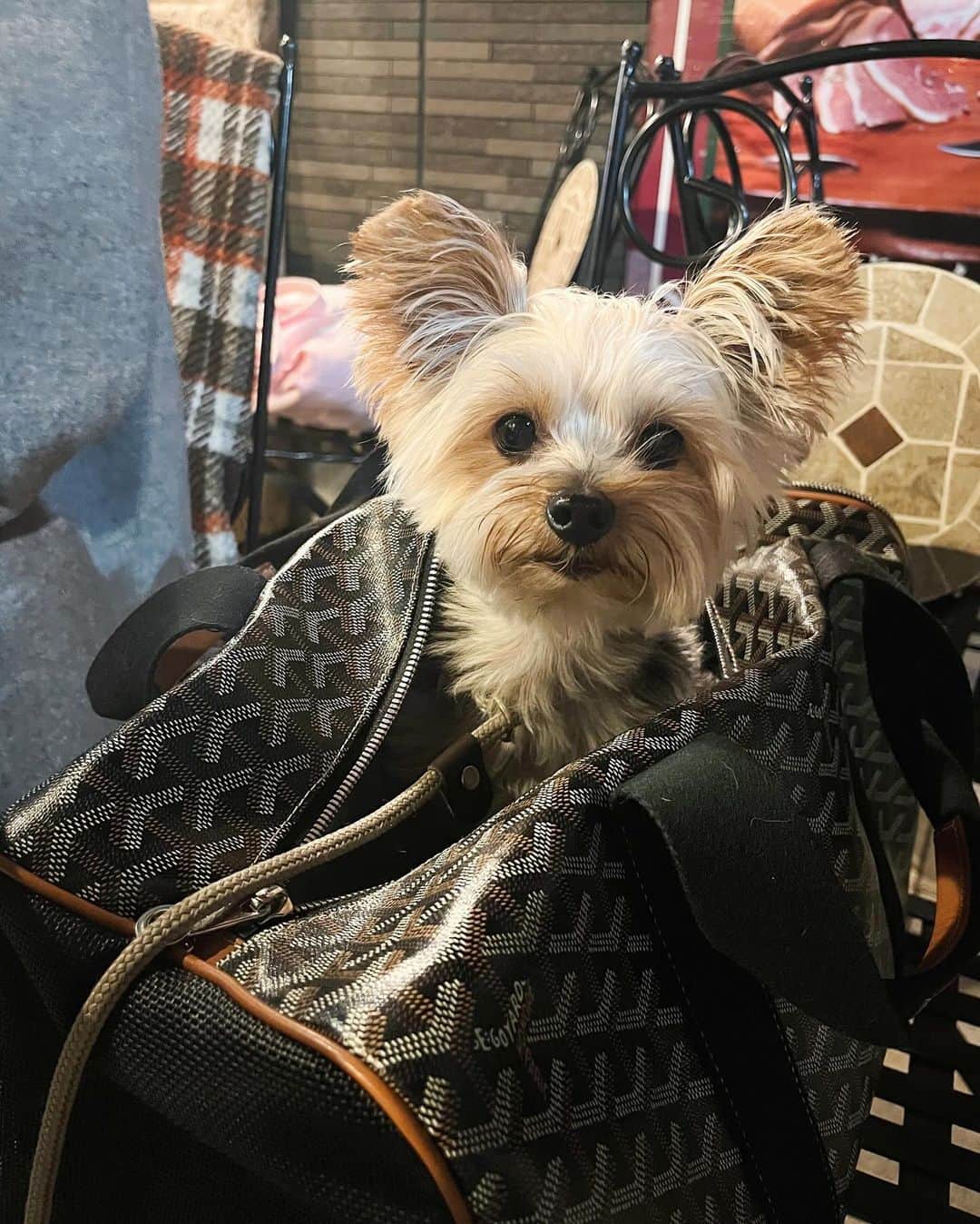 田原可南子さんのインスタグラム写真 - (田原可南子Instagram)「あっという間に過ぎた秋🍂  よく働きよく遊び 見つけたり感じたり 沢山考えてみたりやめてみたり クタクタになりながらも 一生懸命の瞬間を積み重ねるしかないと 日々生きていたら 秋も過ぎ冬になっていました🌬️  最近は、読書 自転車 サウナ… 美術館にもいいペースで行けていて うれしいな  あと、 UFOキャッチャーと ボートレース(笑)  仕事きっかけに勉強を始めたボートレース プライベートでなんと 25倍の当たりが出ました！ うれしいなぁ」12月6日 22時41分 - kanakotahara